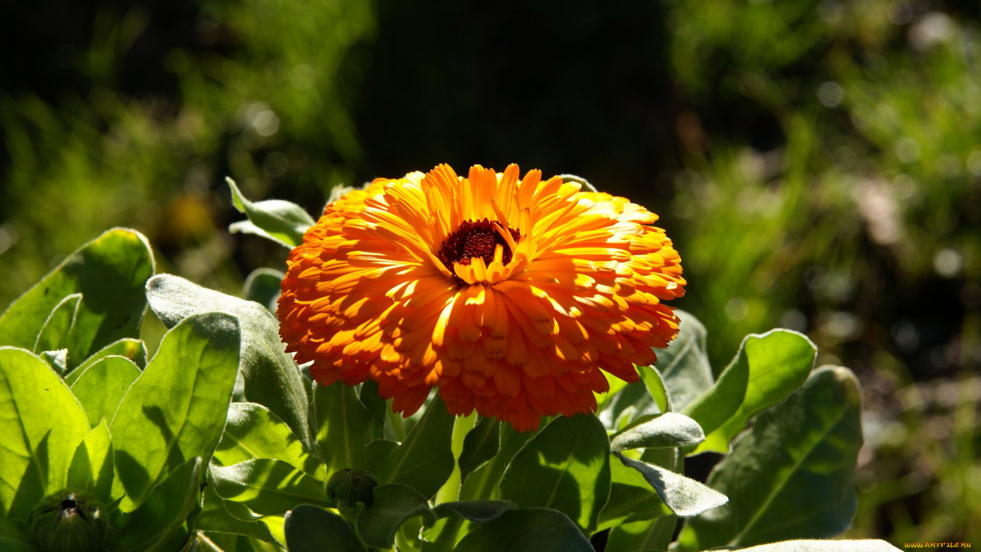 цветы, календула