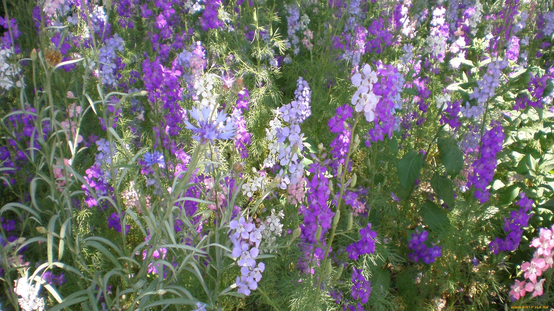 цветы, левкой, матиола