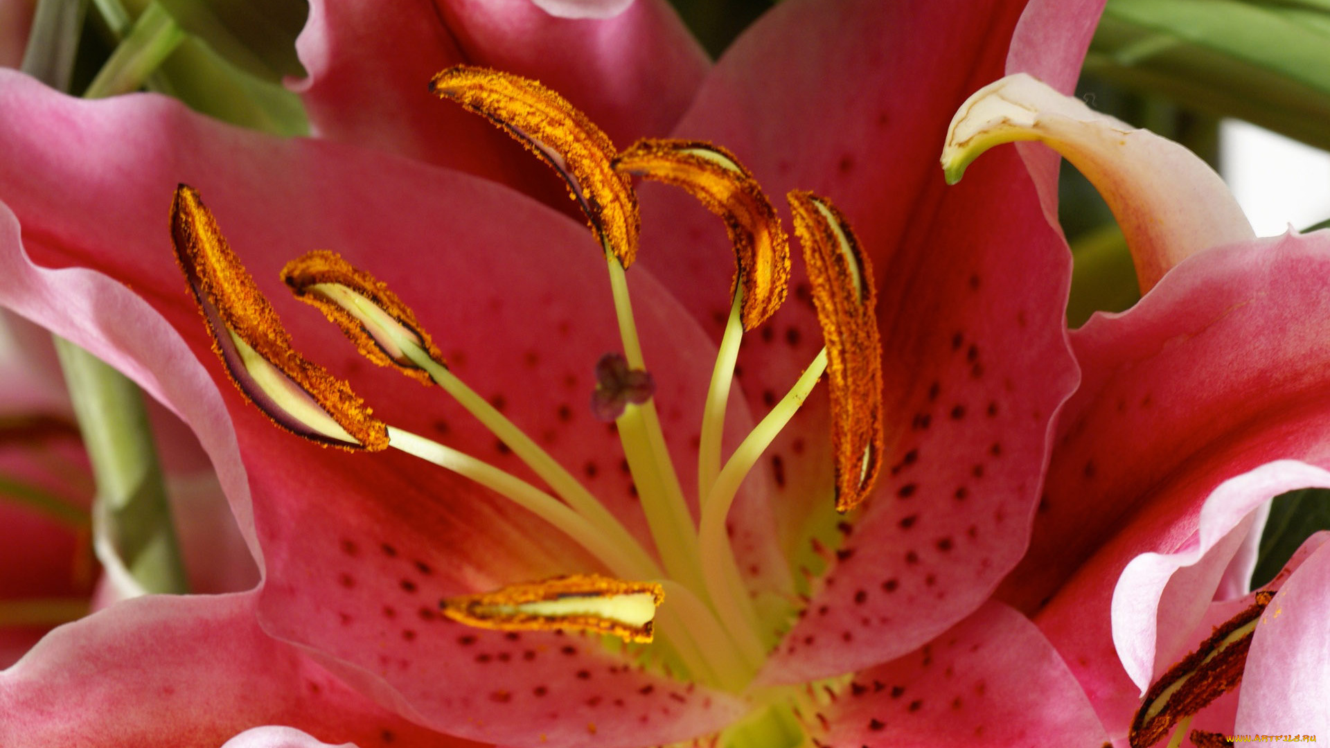 цветы, лилии, лилейники