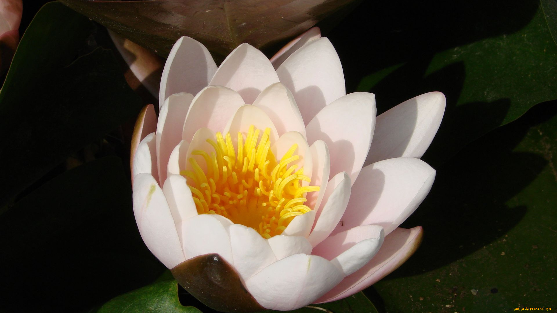 цветы, лилии, водяные, нимфеи, кувшинки