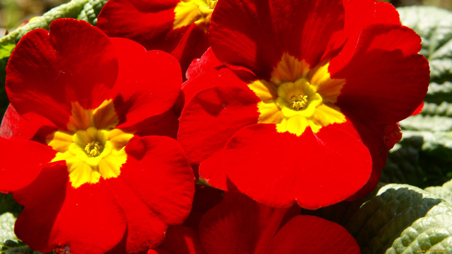 цветы, примулы