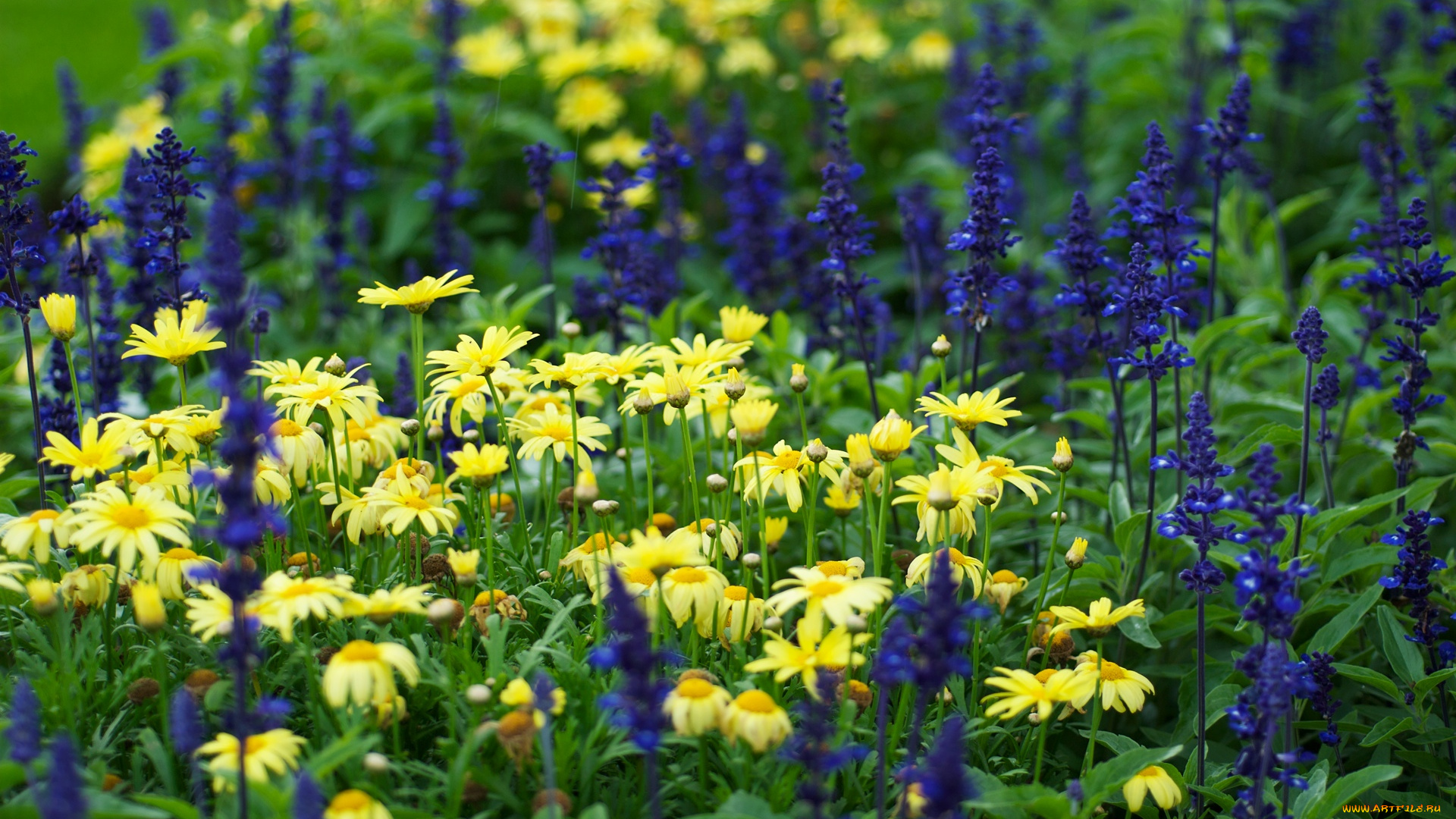 цветы, разные, вместе