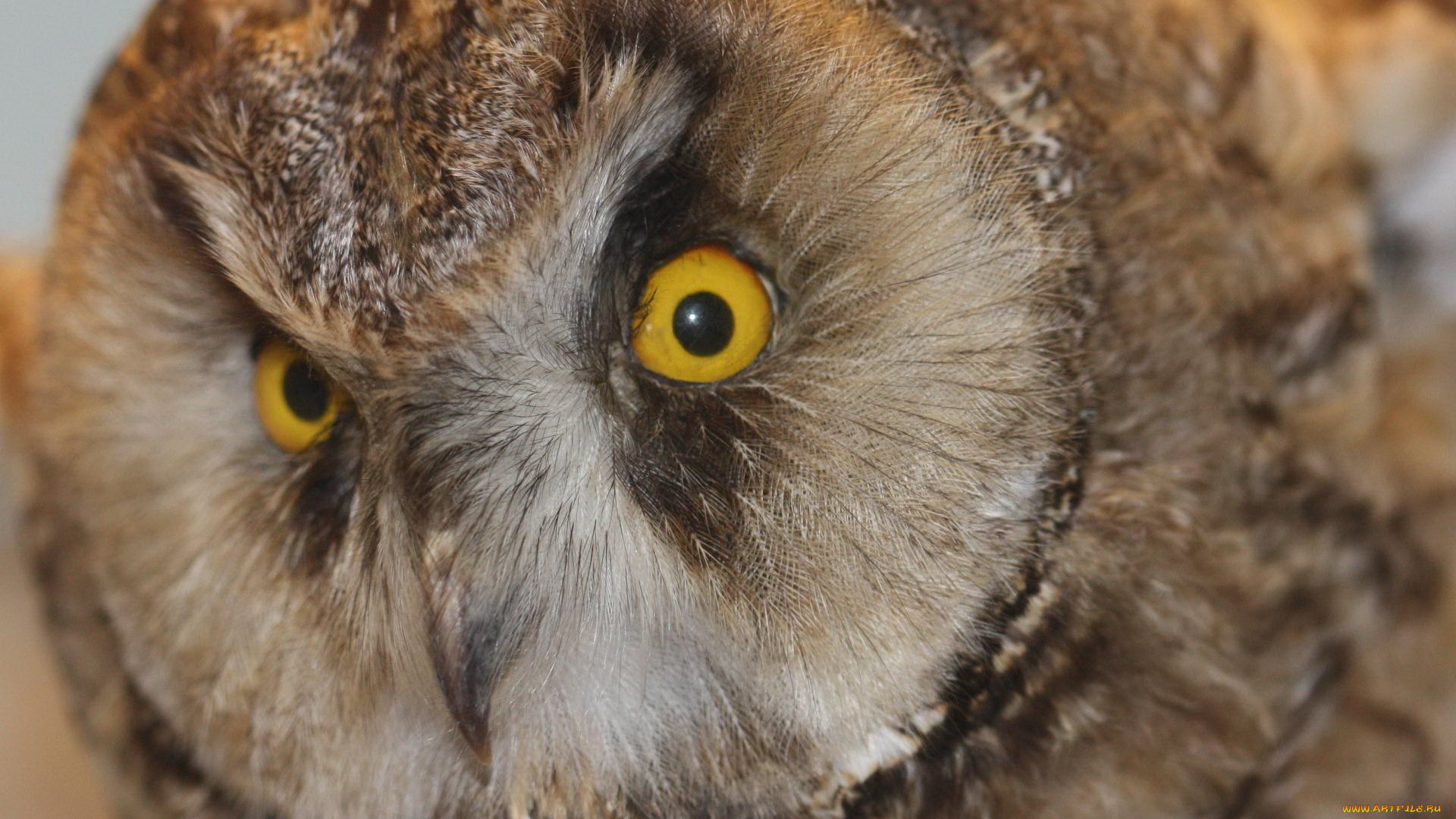животные, совы