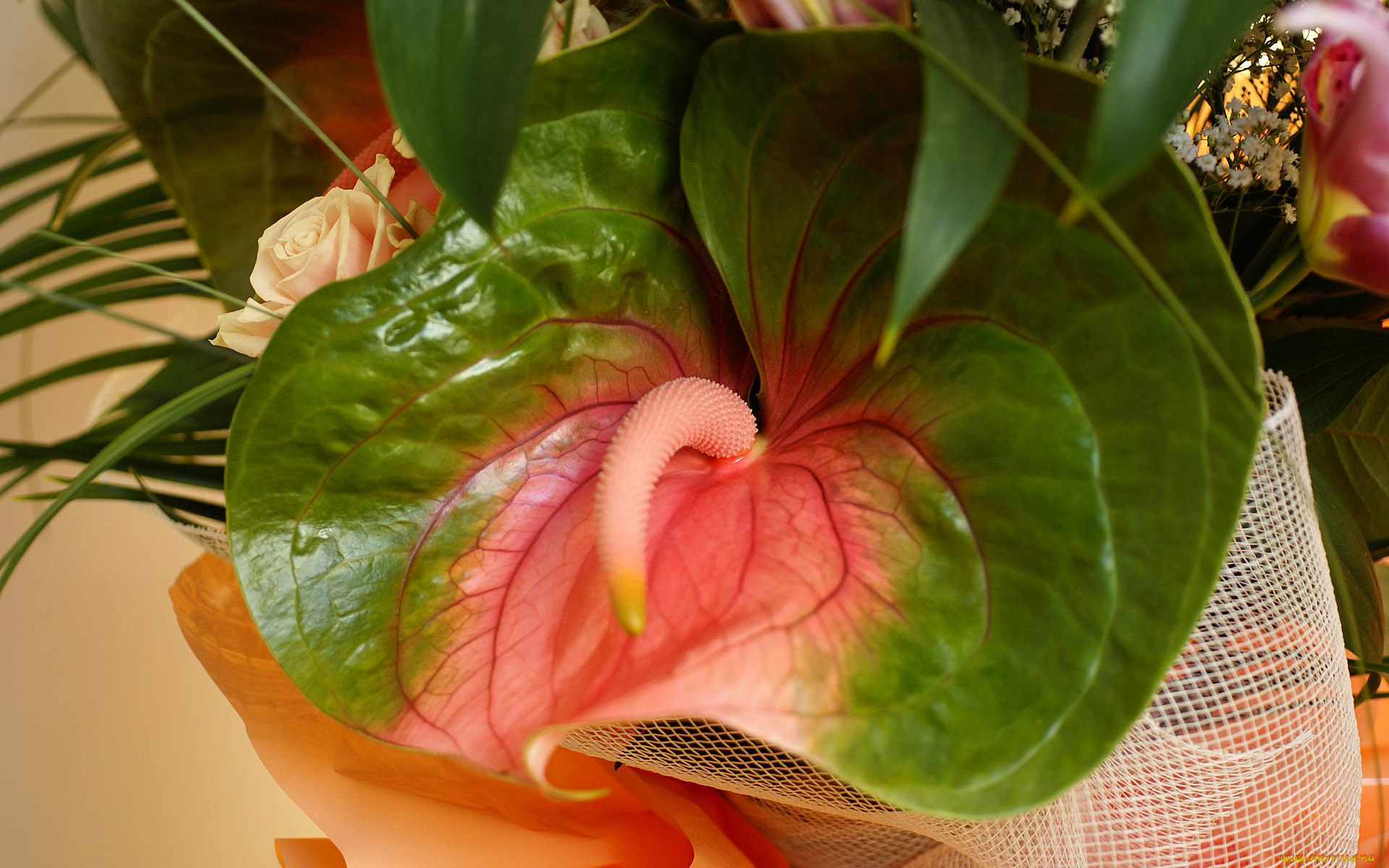 цветы, антуриум, цветок, фламинго