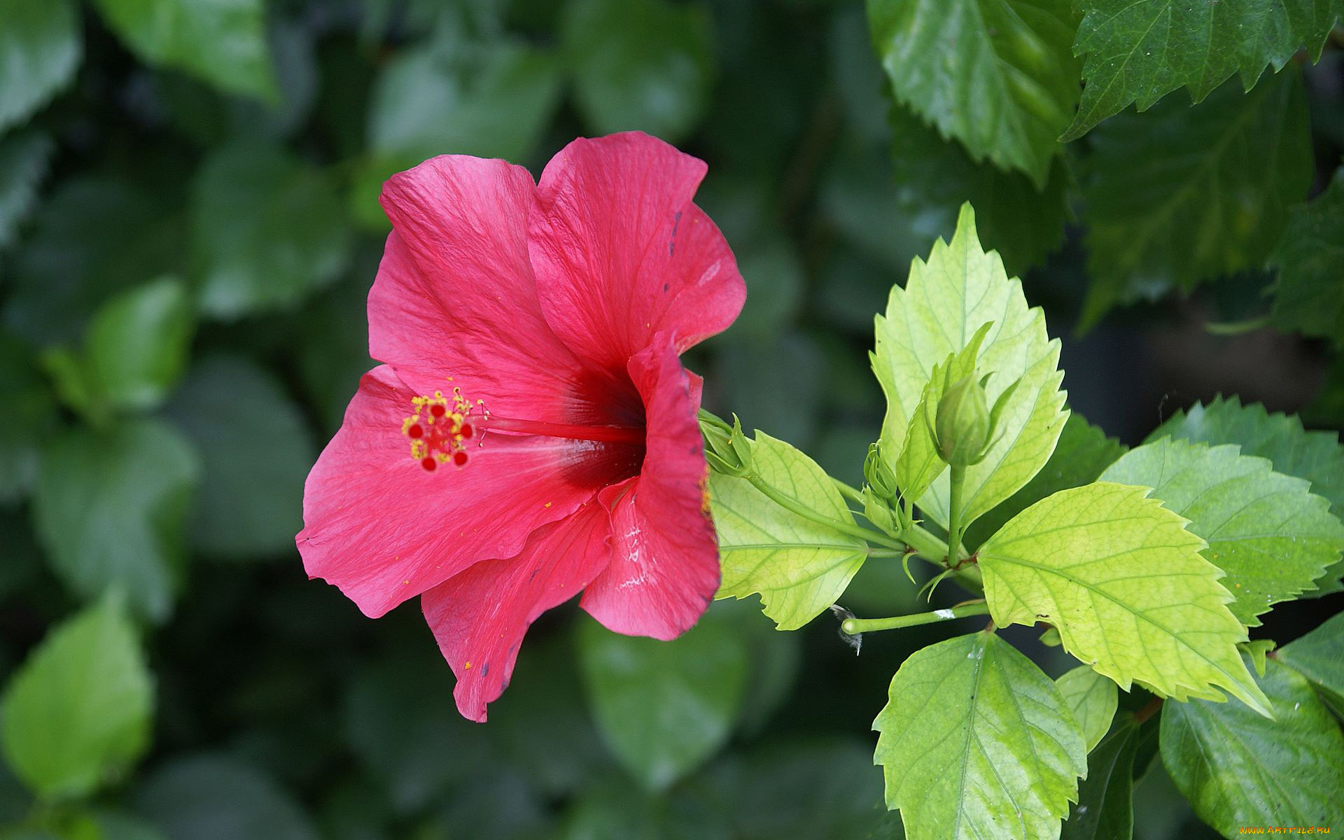 цветы, гибискусы