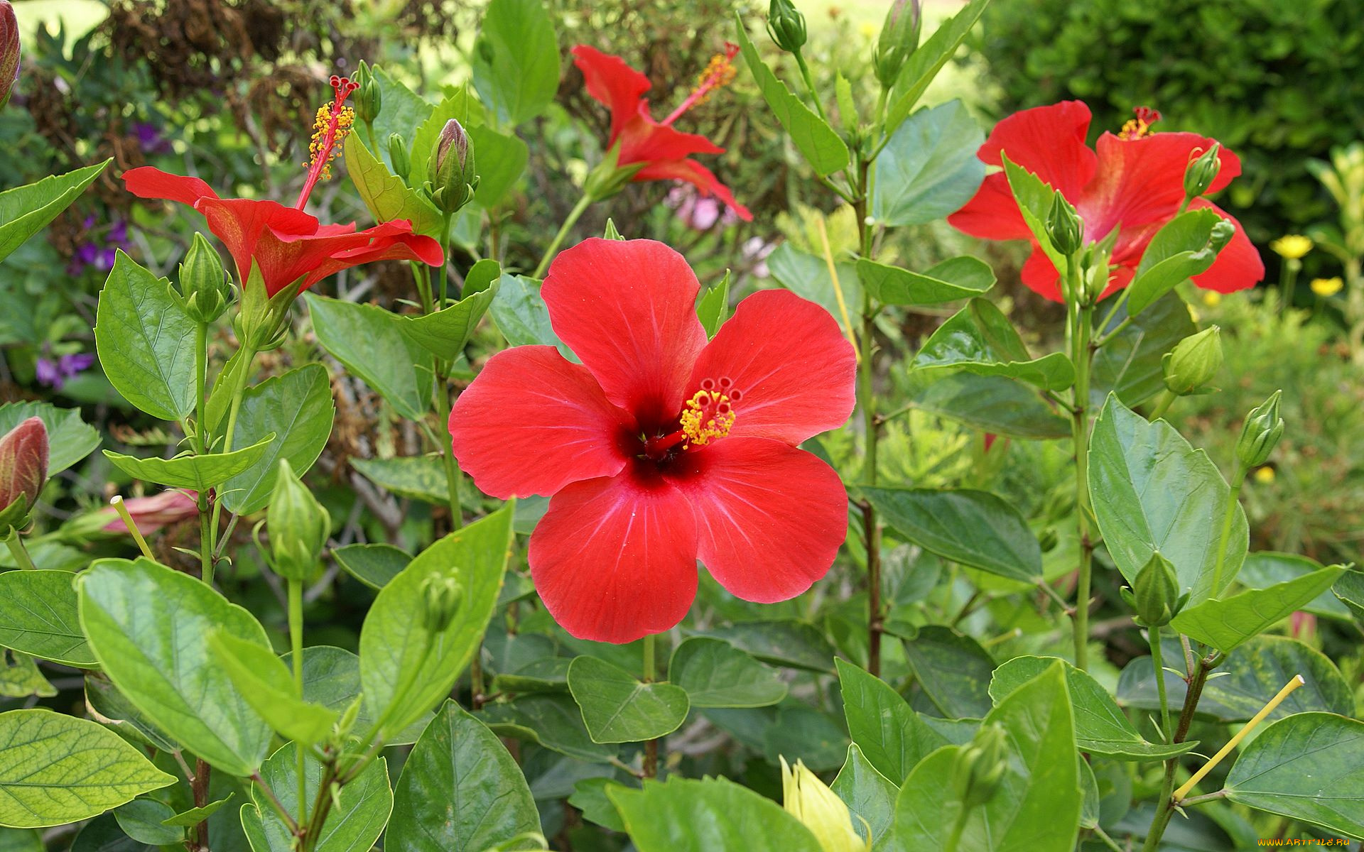 цветы, гибискусы