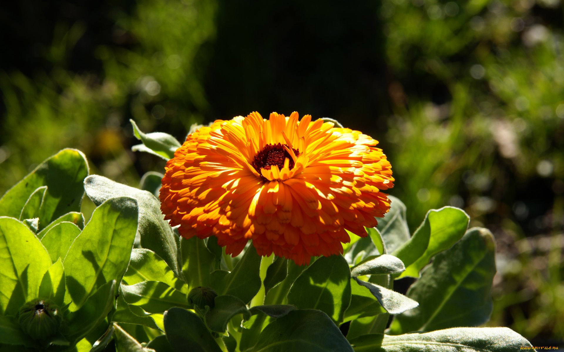 цветы, календула