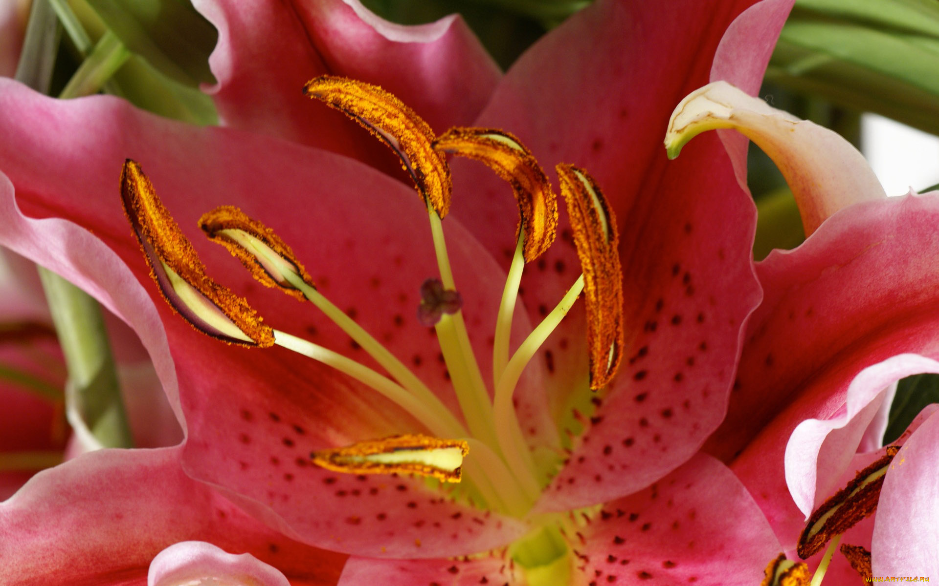 цветы, лилии, лилейники