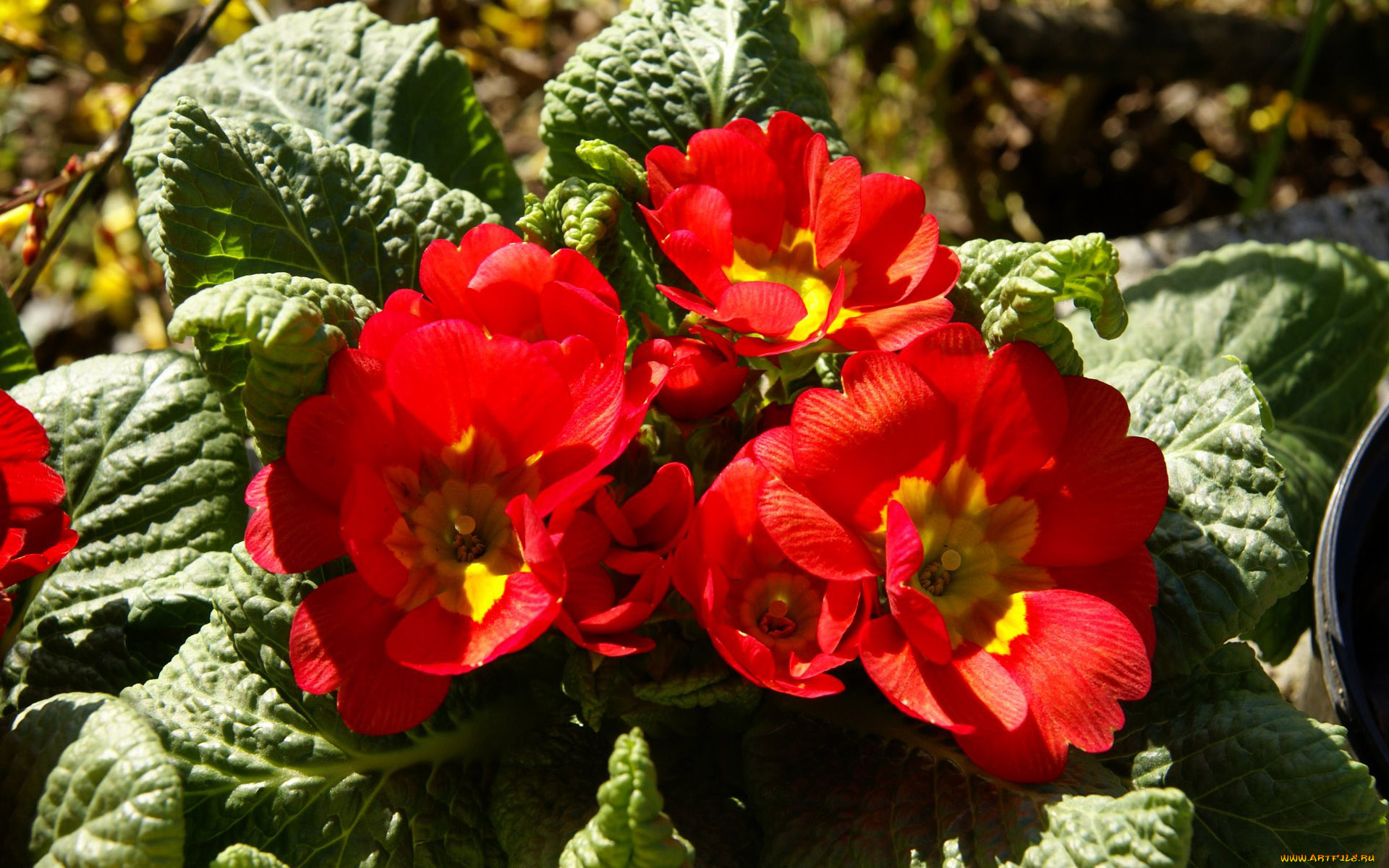 цветы, примулы