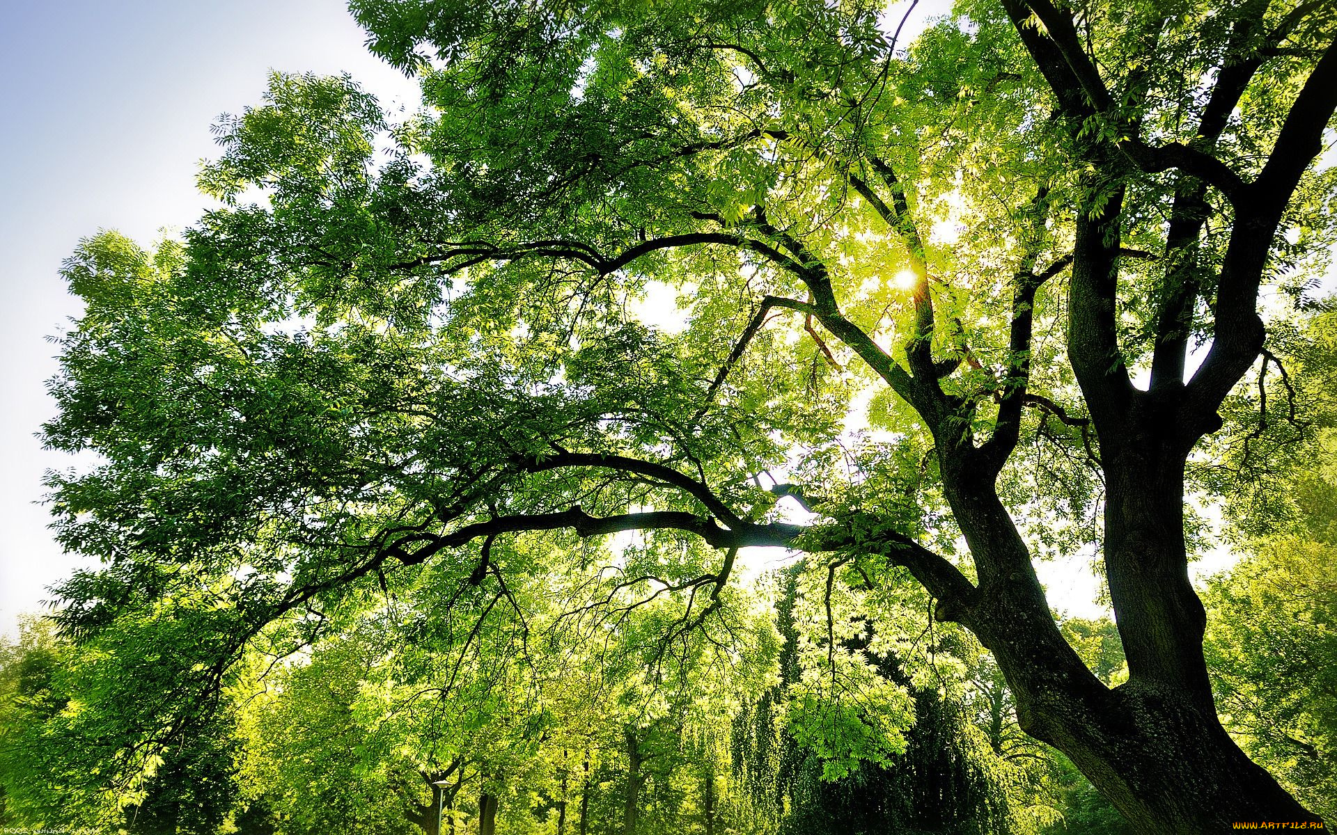 природа, деревья