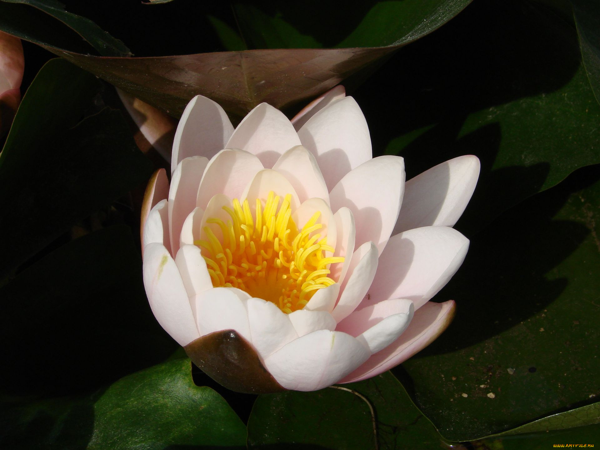 цветы, лилии, водяные, нимфеи, кувшинки