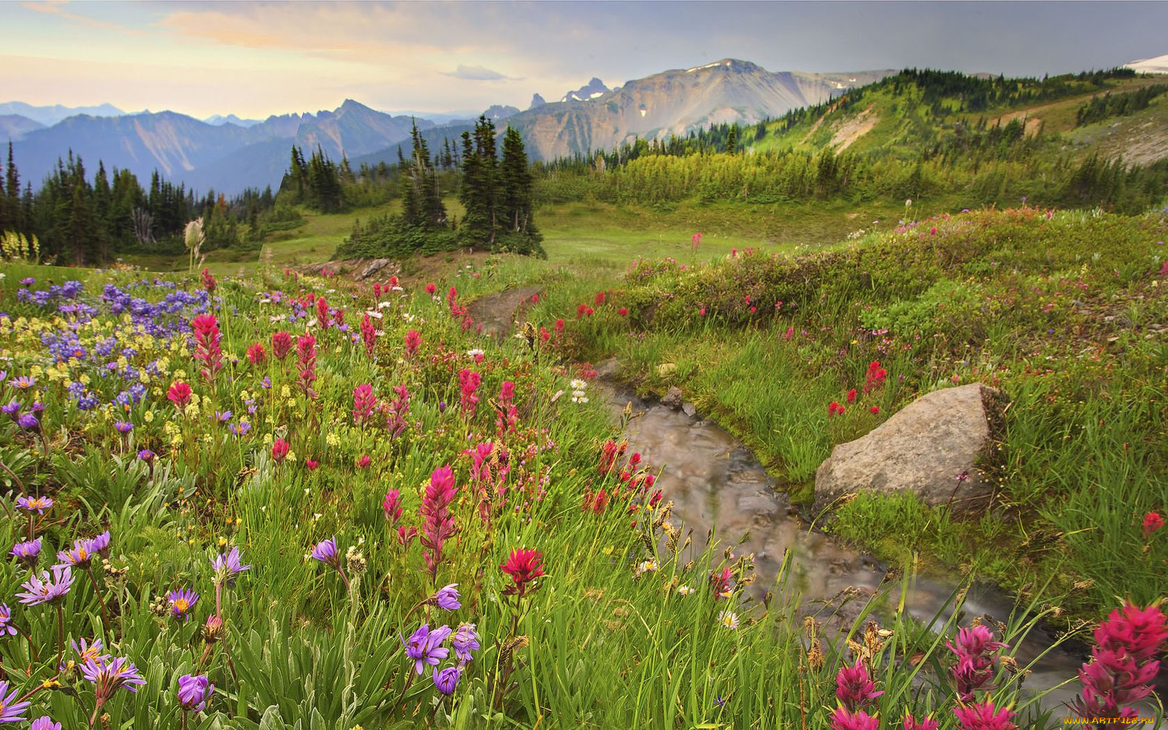 природа, луга