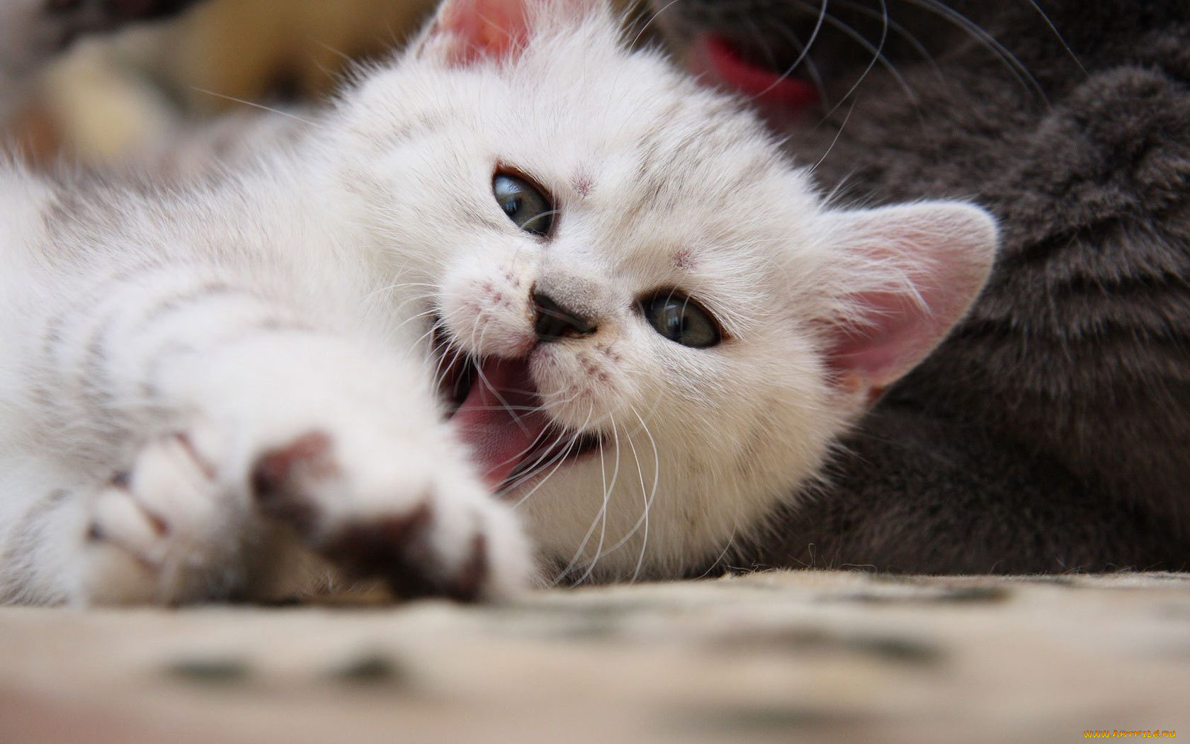 животные, коты