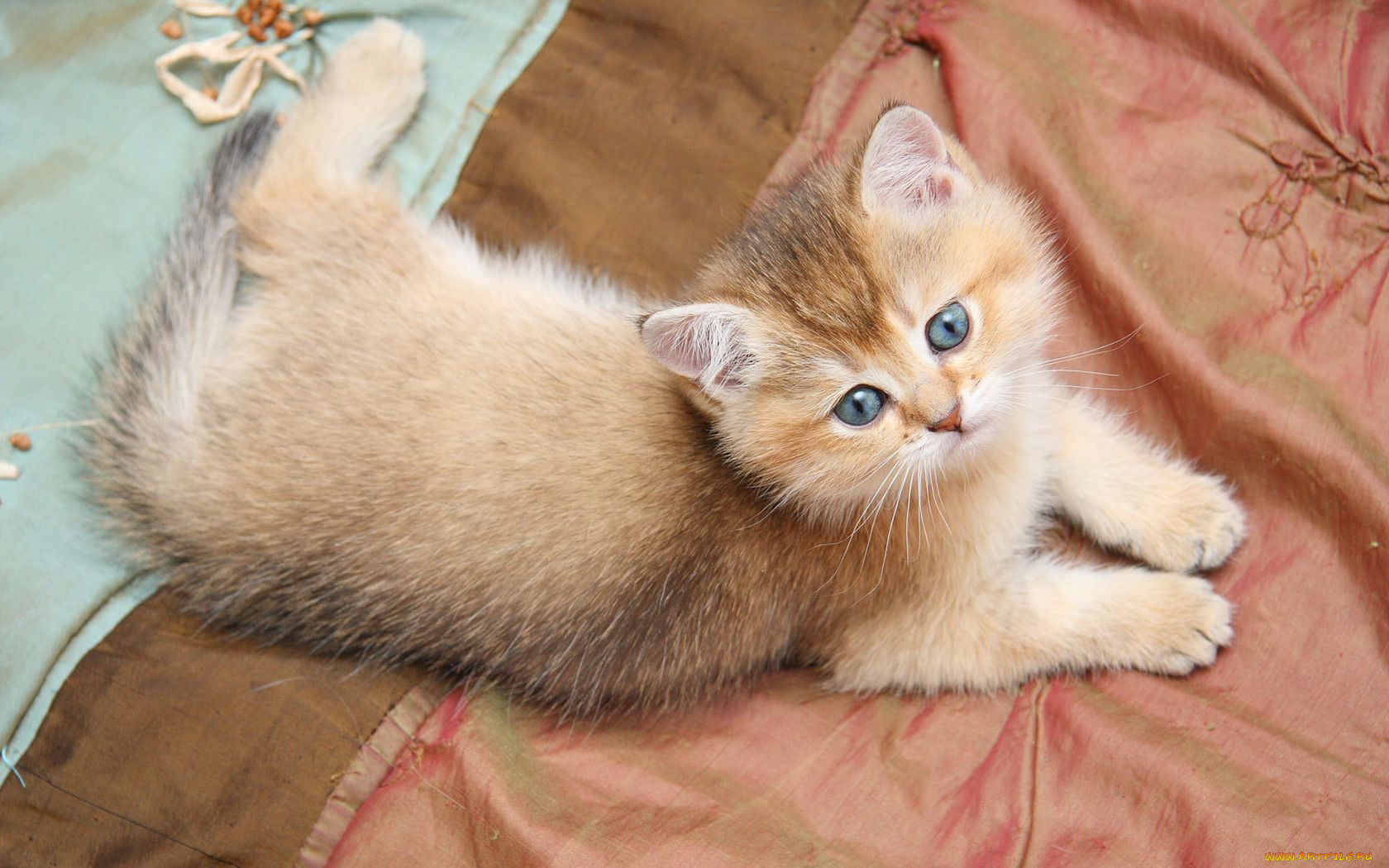 животные, коты