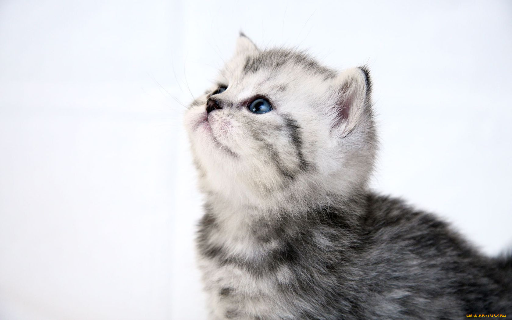 животные, коты