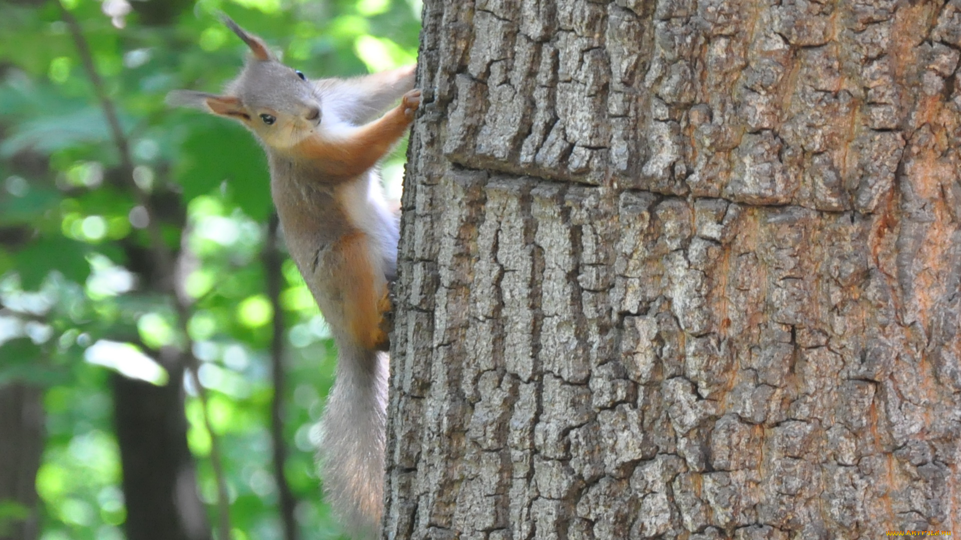 животные, белки