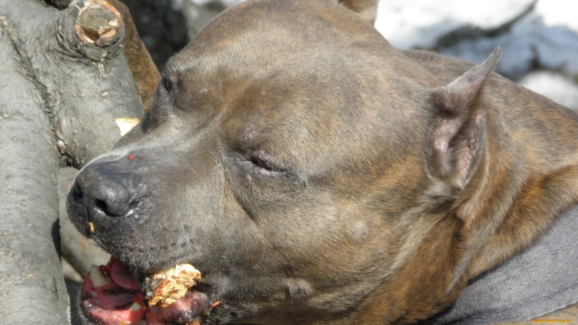 животные, собаки