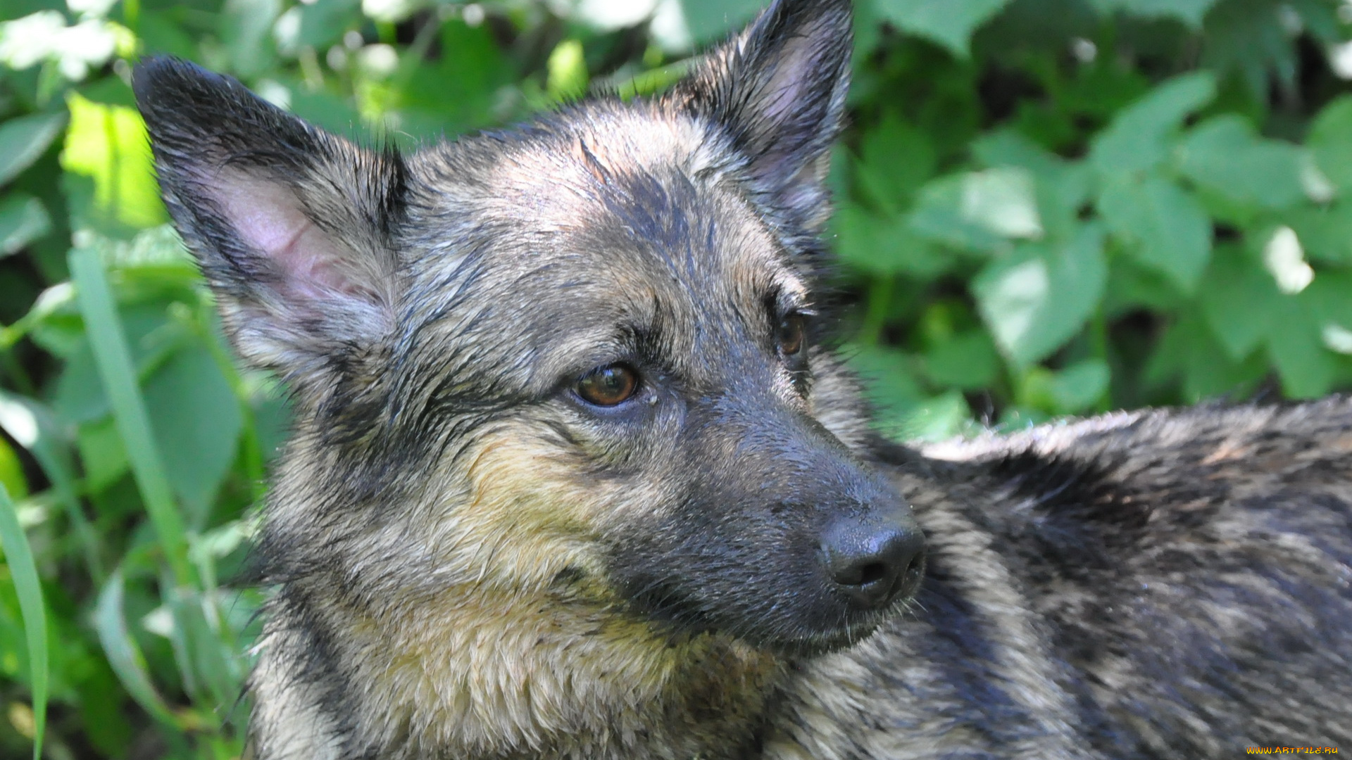 животные, собаки