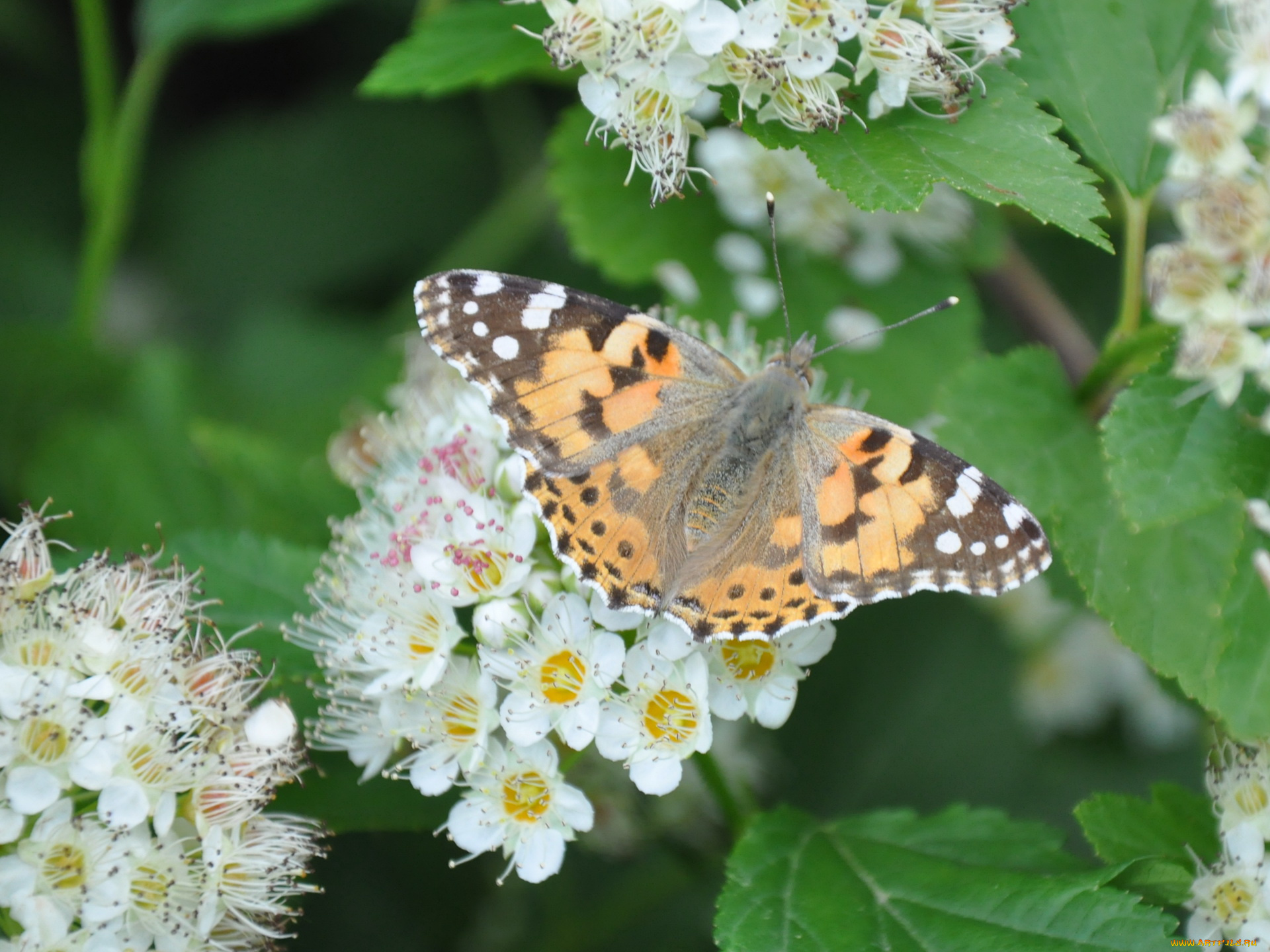 животные, бабочки