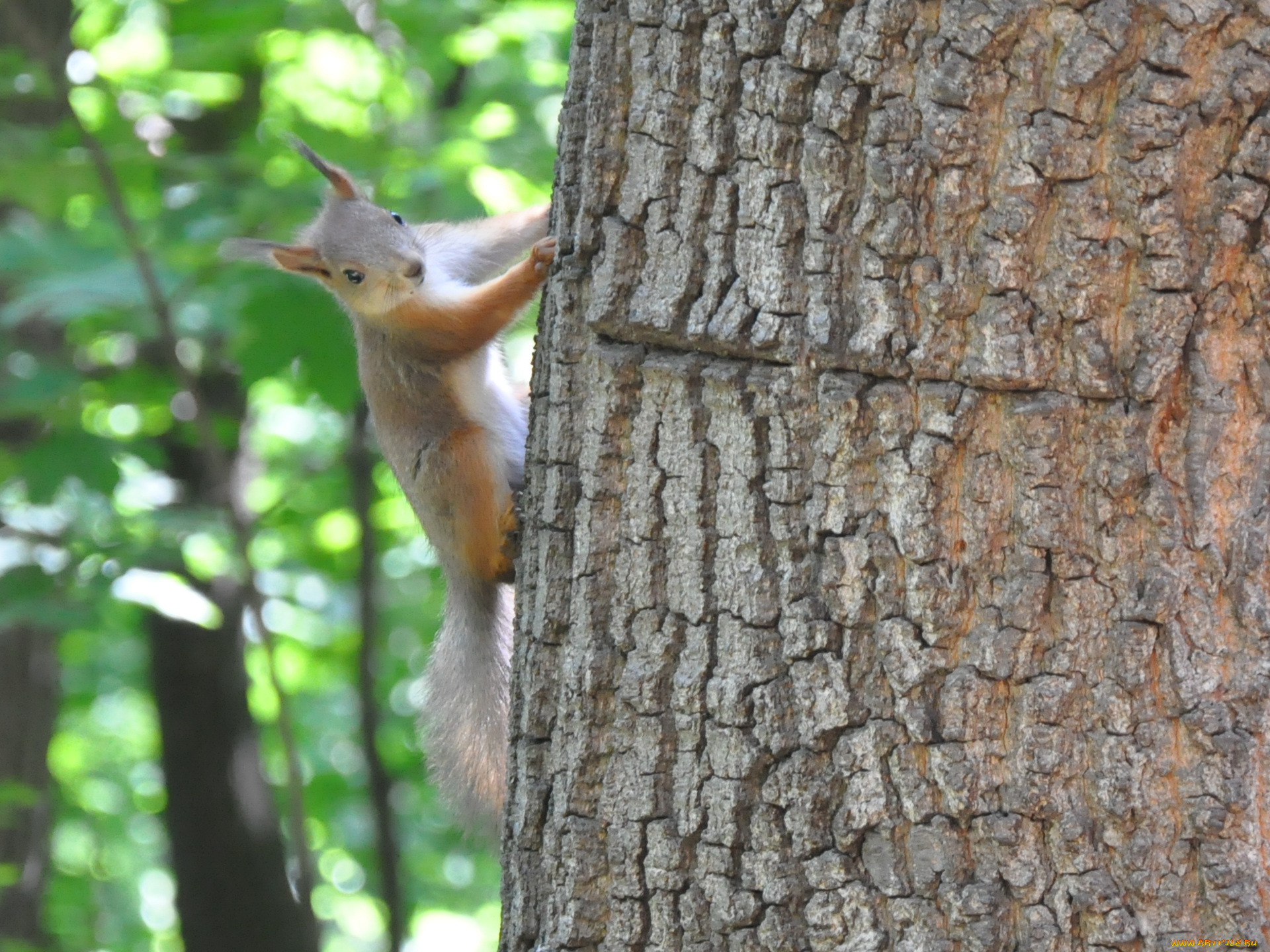 животные, белки
