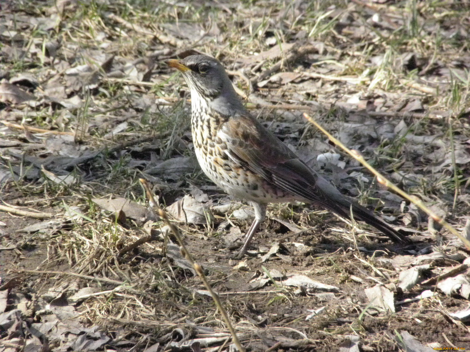 животные, птицы