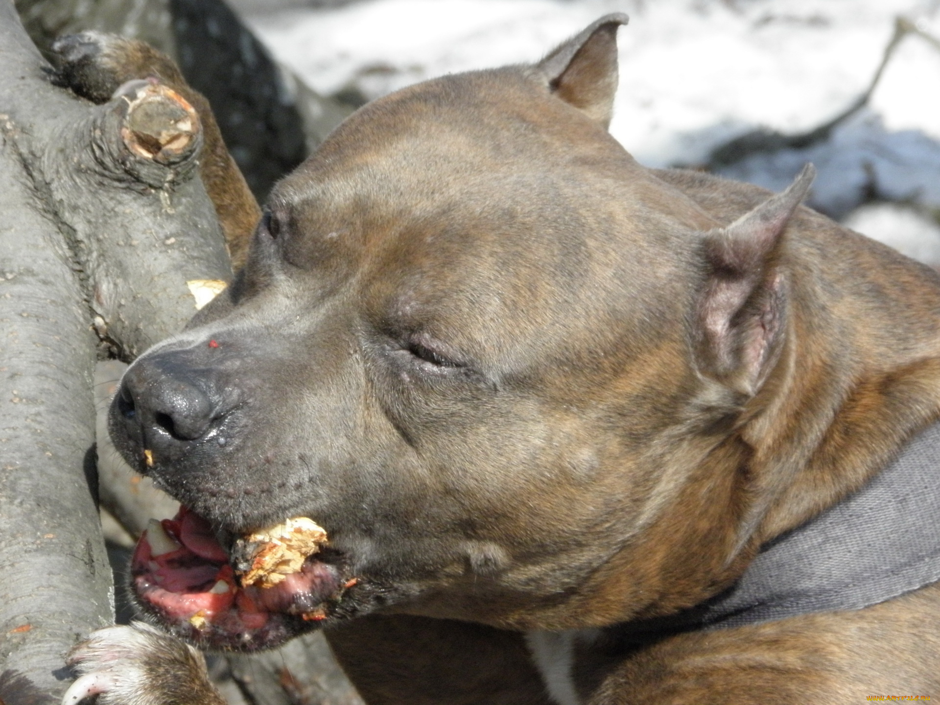 животные, собаки