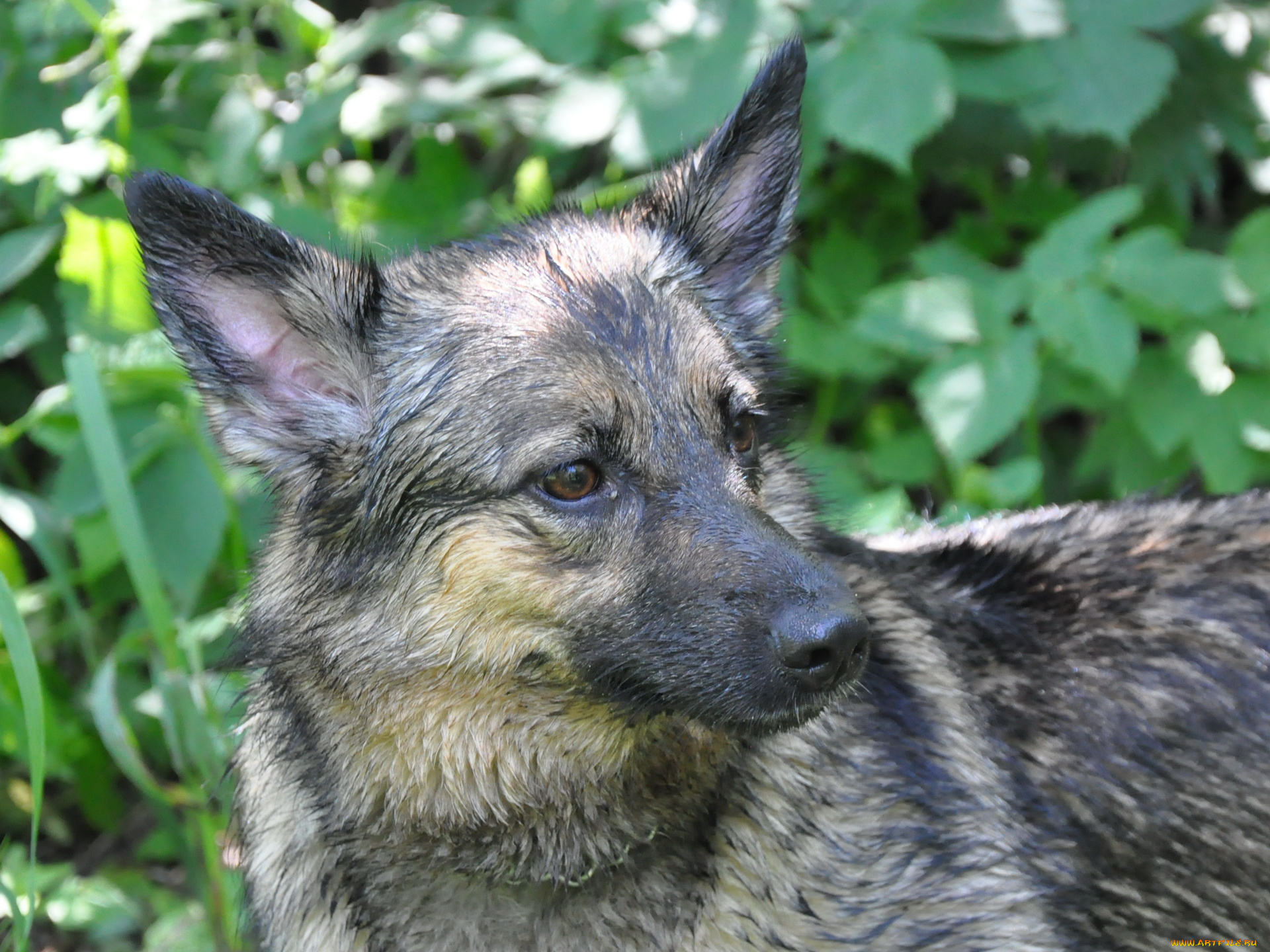 животные, собаки