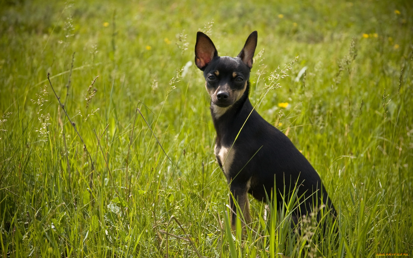 животные, собаки