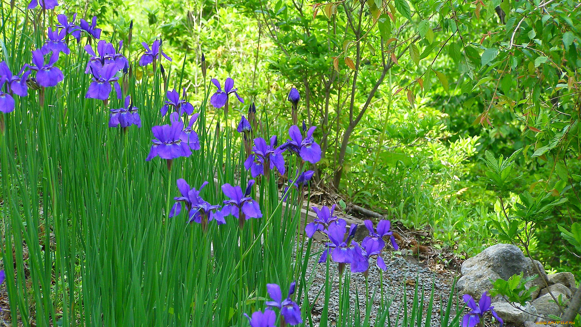 цветы, ирисы