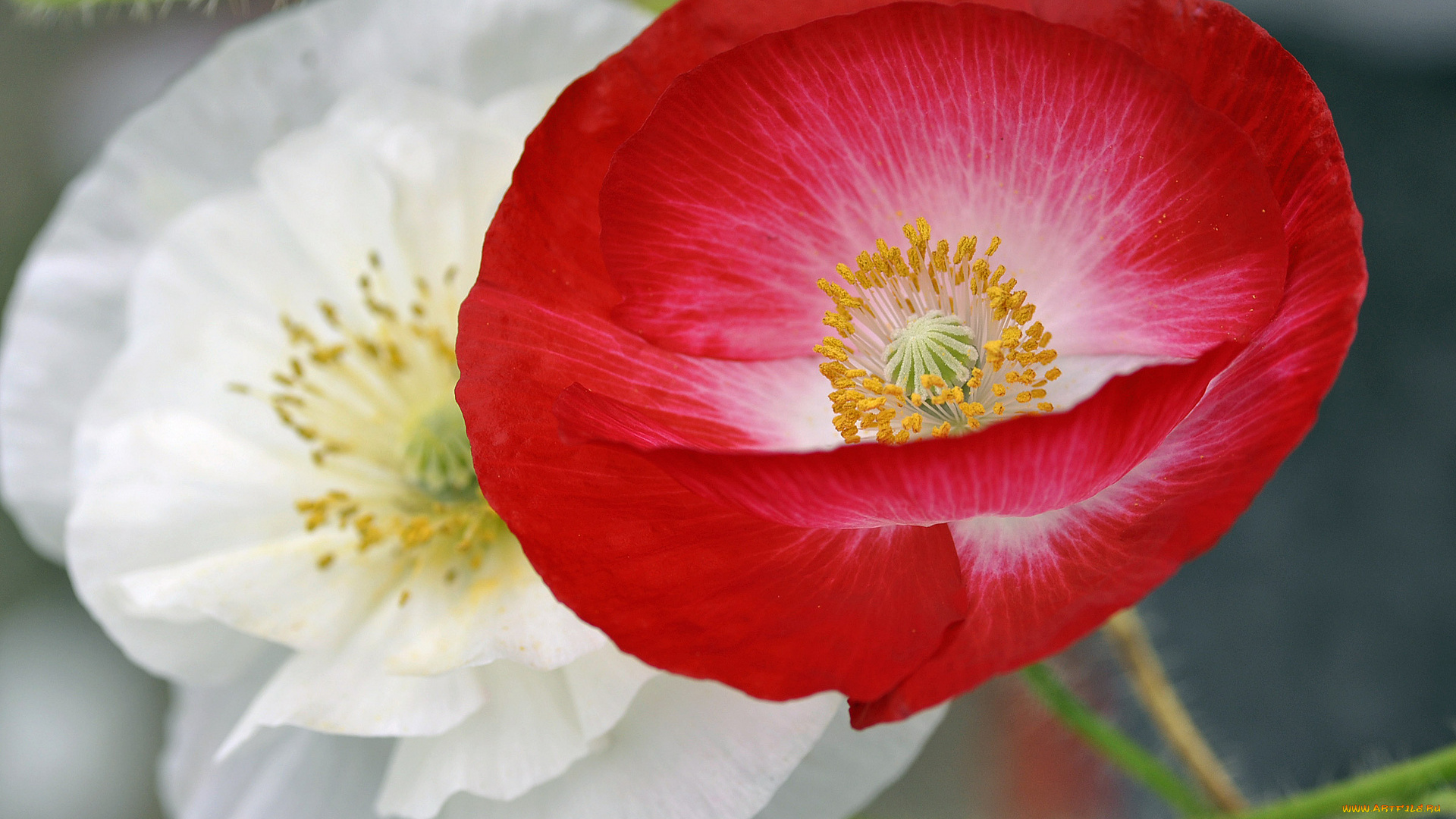 цветы, маки