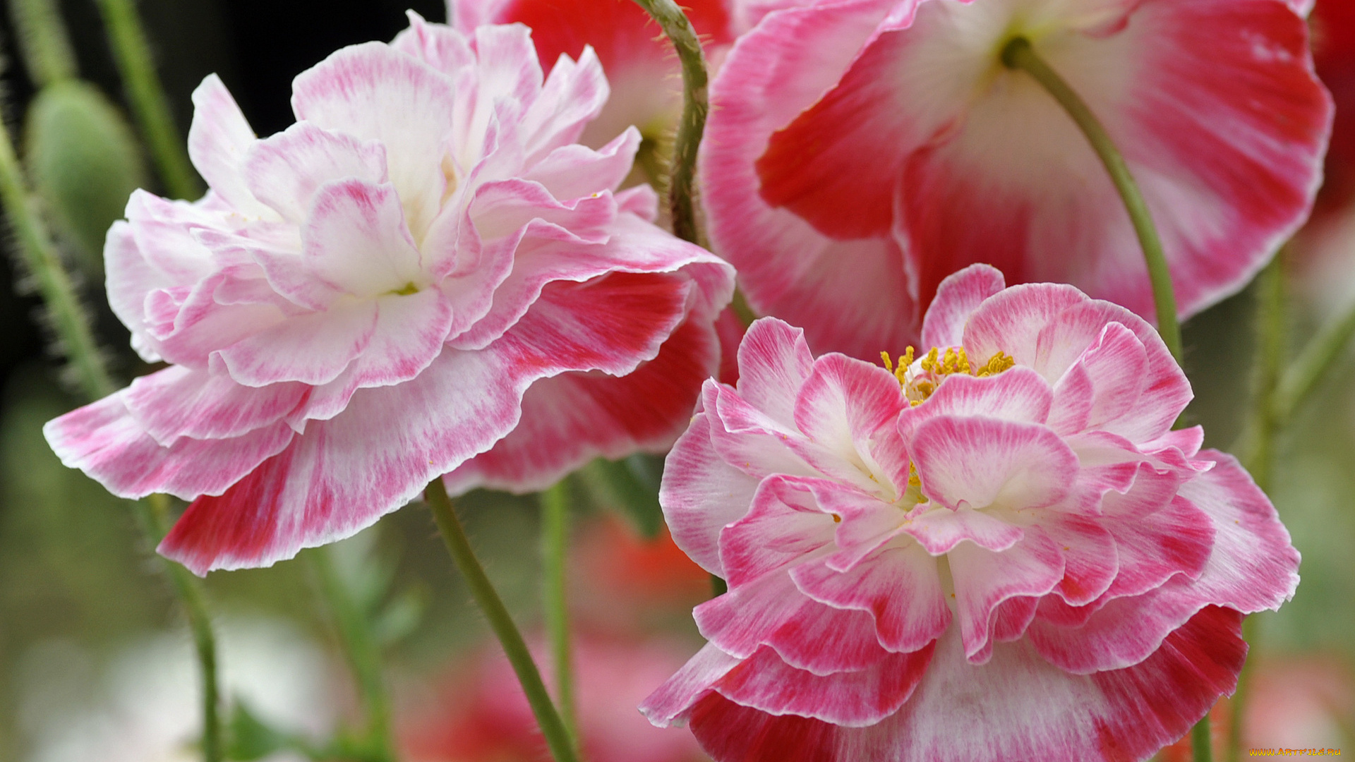 цветы, маки