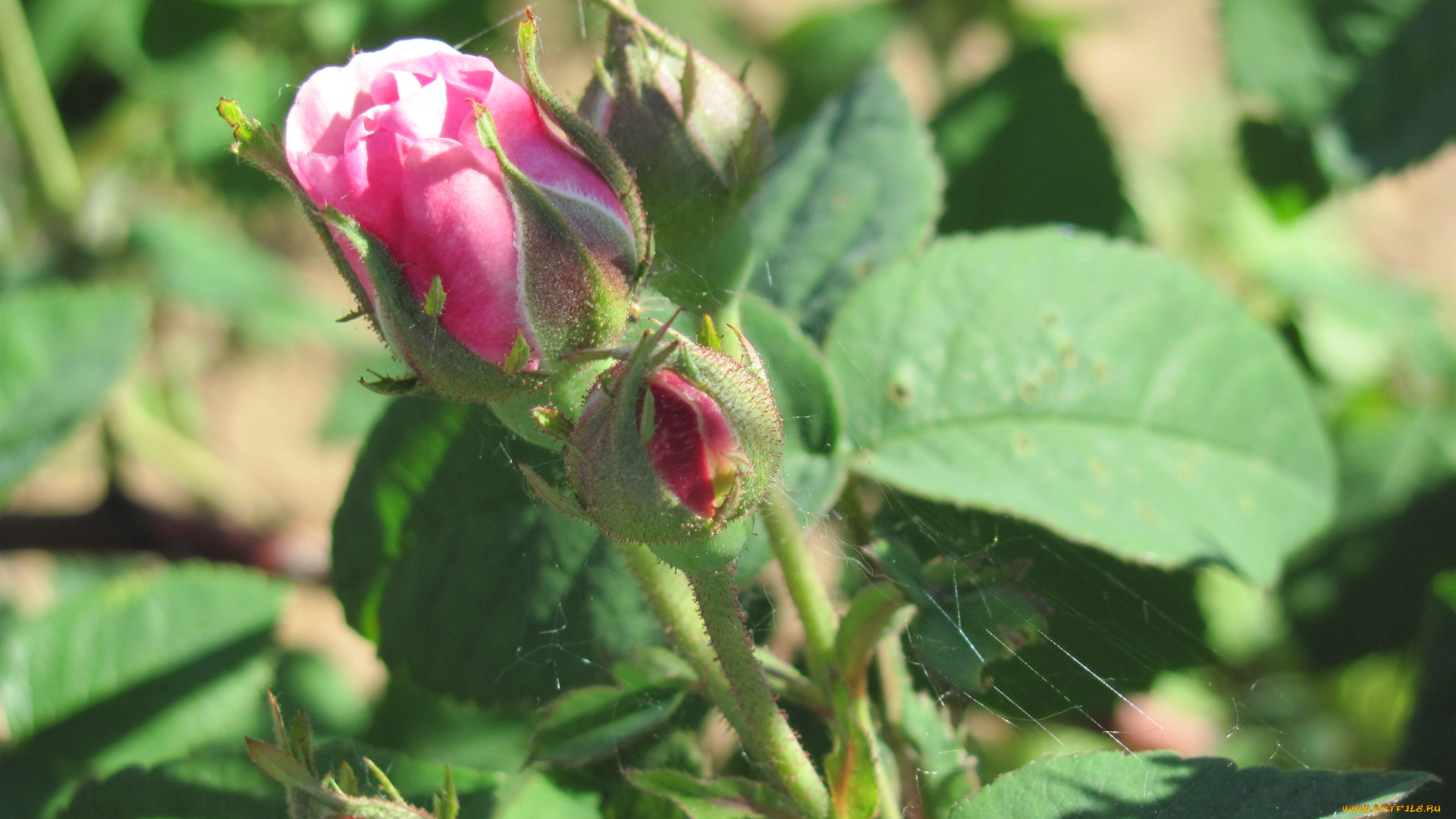 цветы, розы