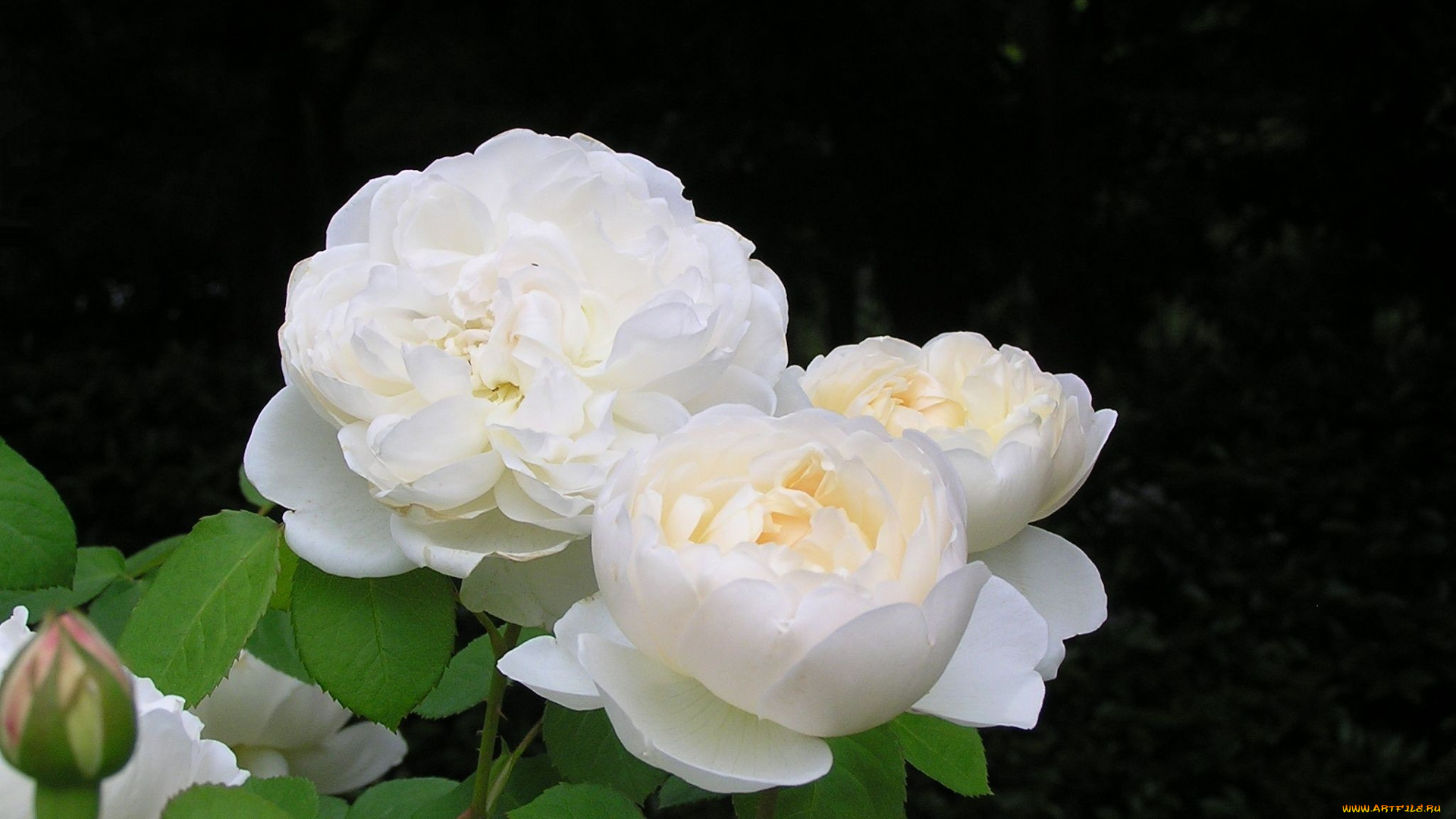 цветы, розы