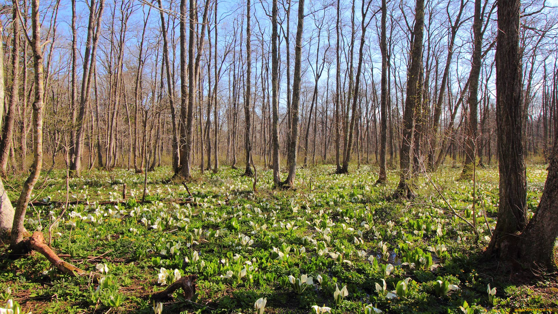 природа, лес