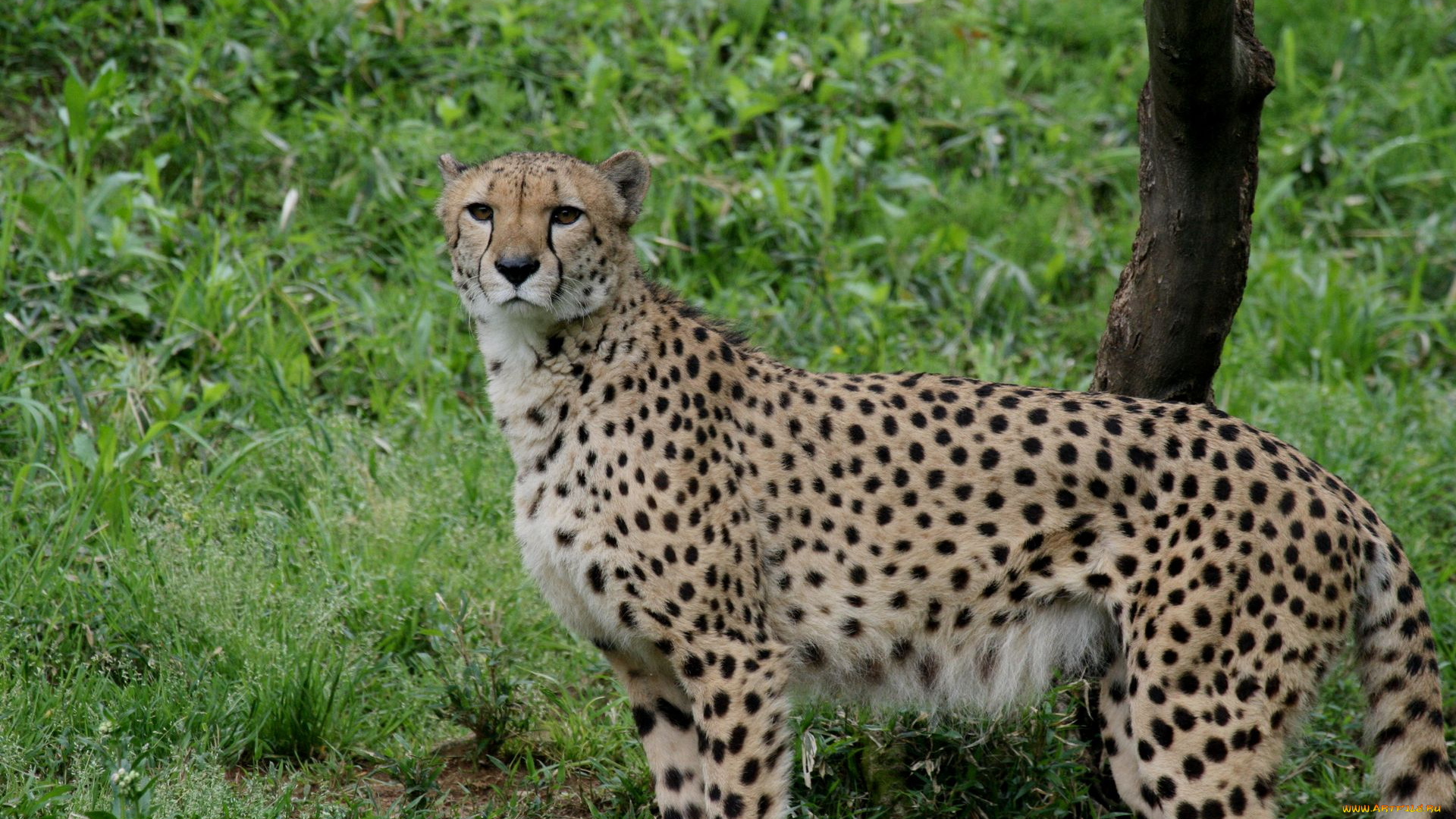 животные, гепарды