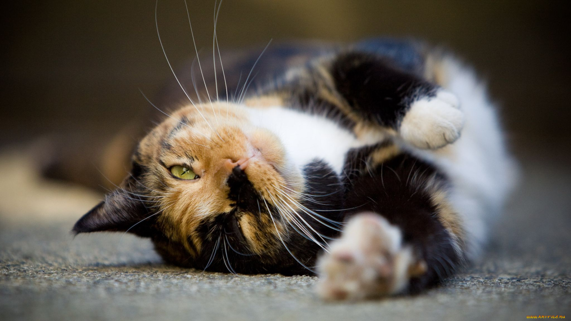 животные, коты