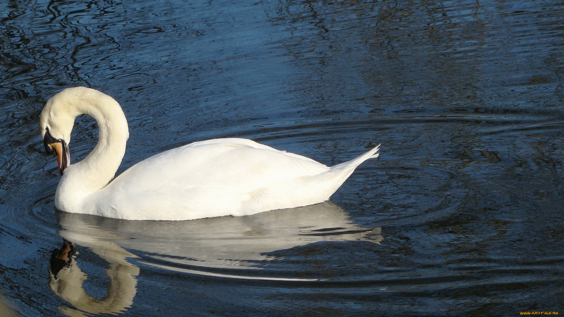 животные, лебеди