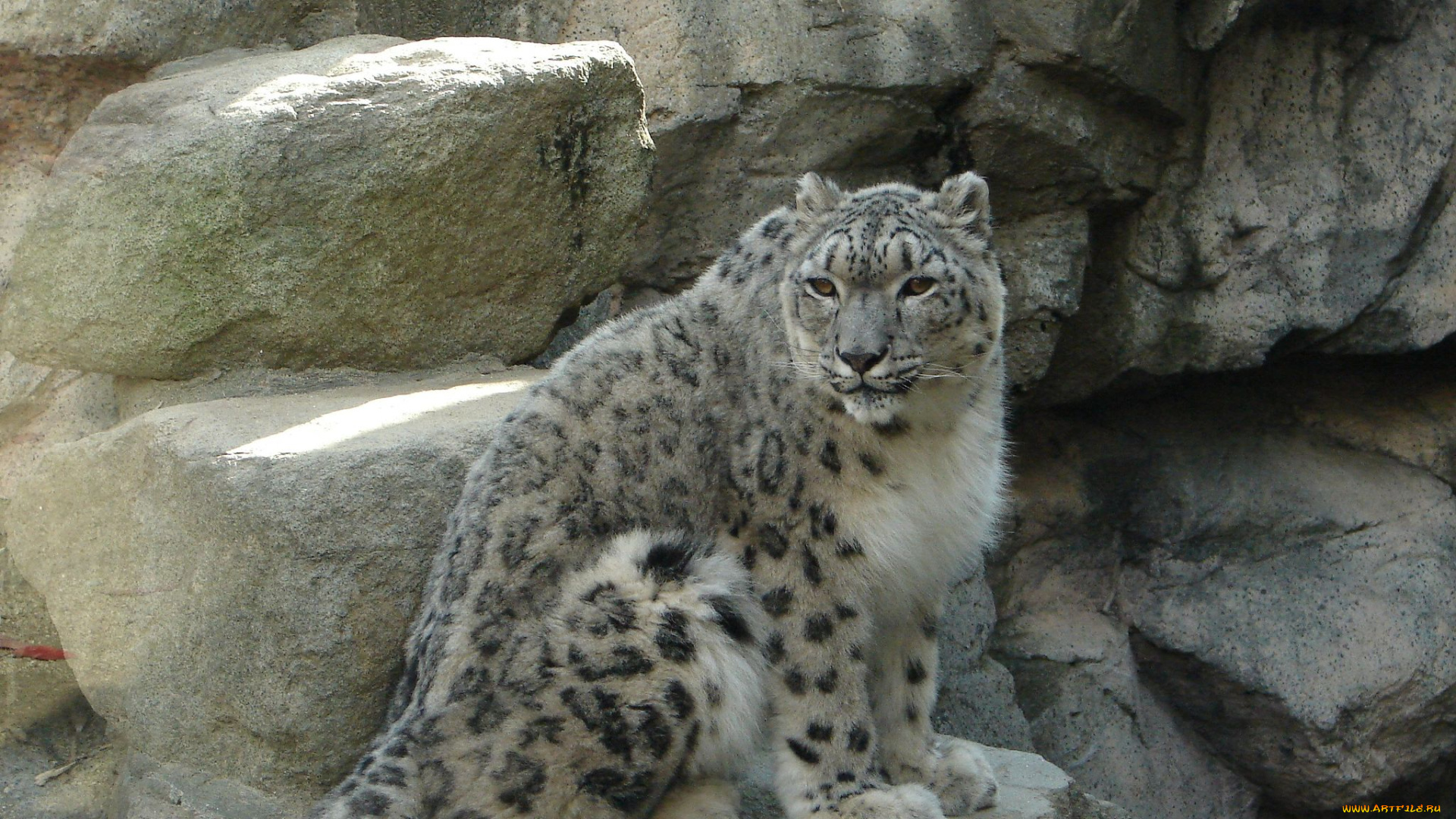 животные, снежный, барс, ирбис