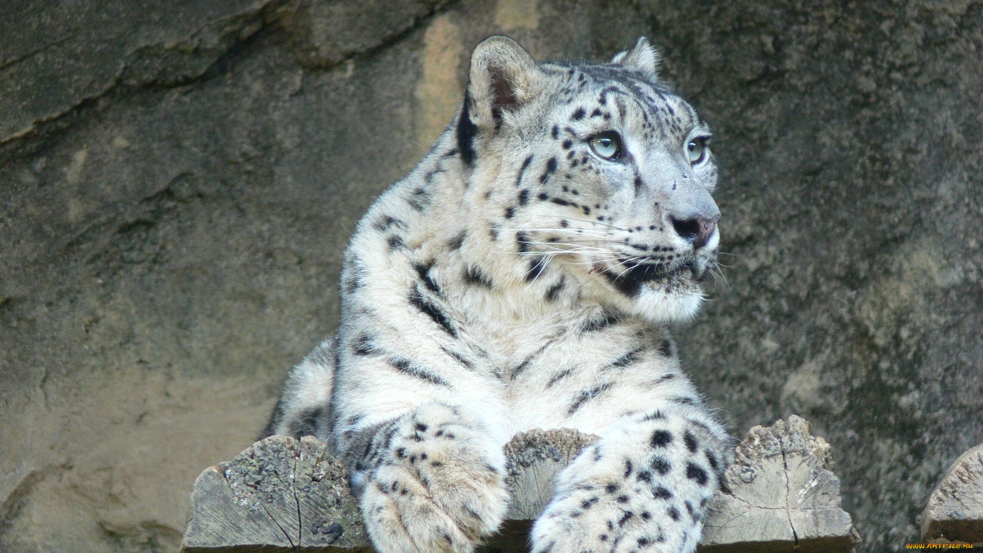 животные, снежный, барс, ирбис