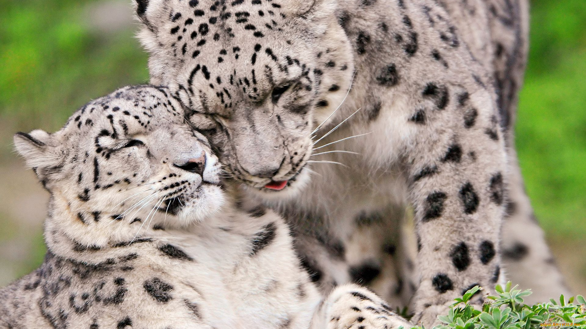 животные, снежный, барс, ирбис