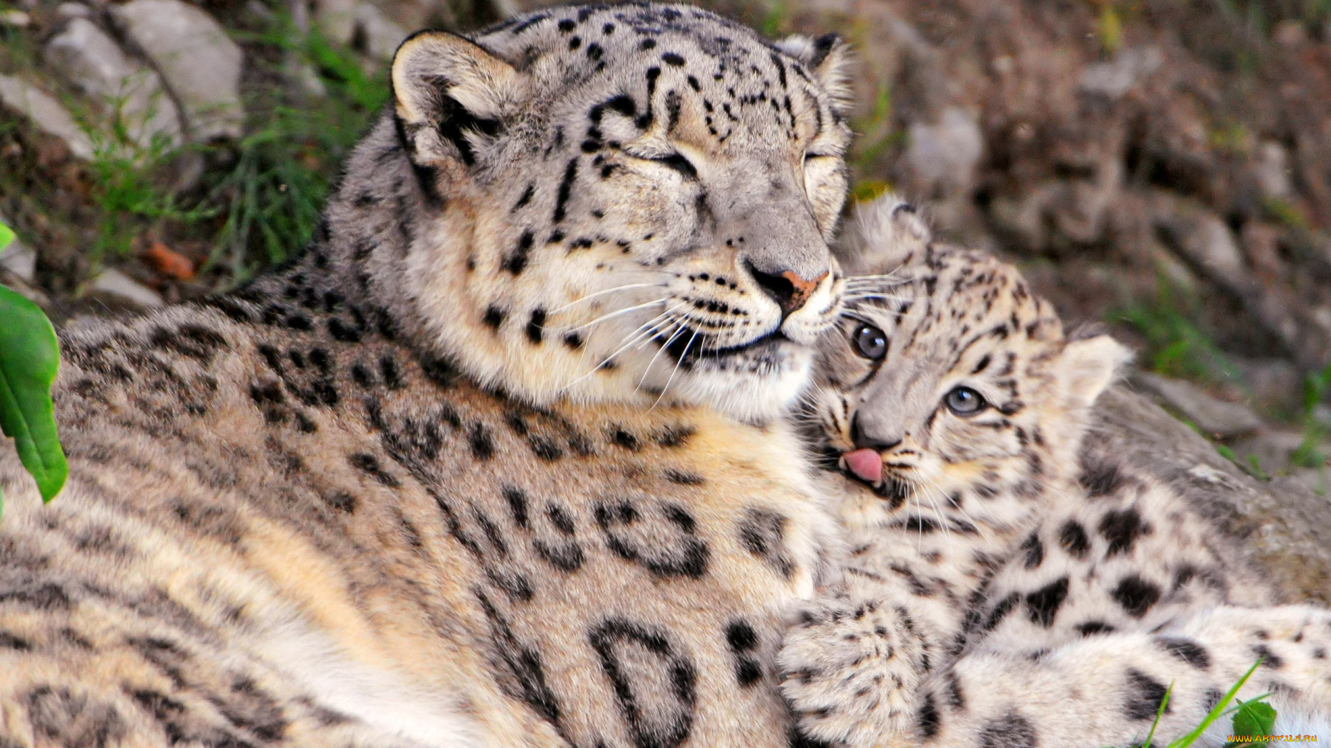 животные, снежный, барс, ирбис