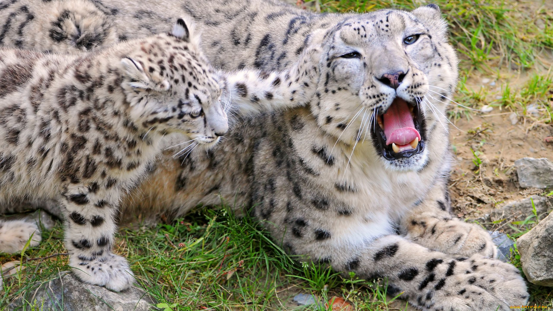 животные, снежный, барс, ирбис