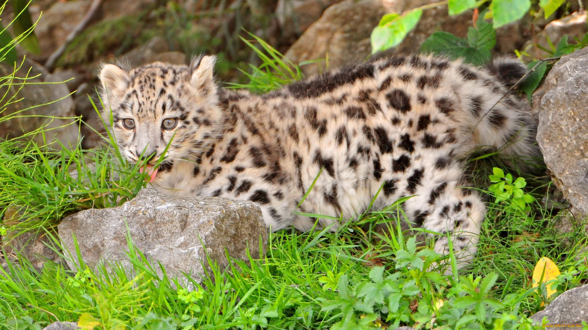 животные, снежный, барс, ирбис