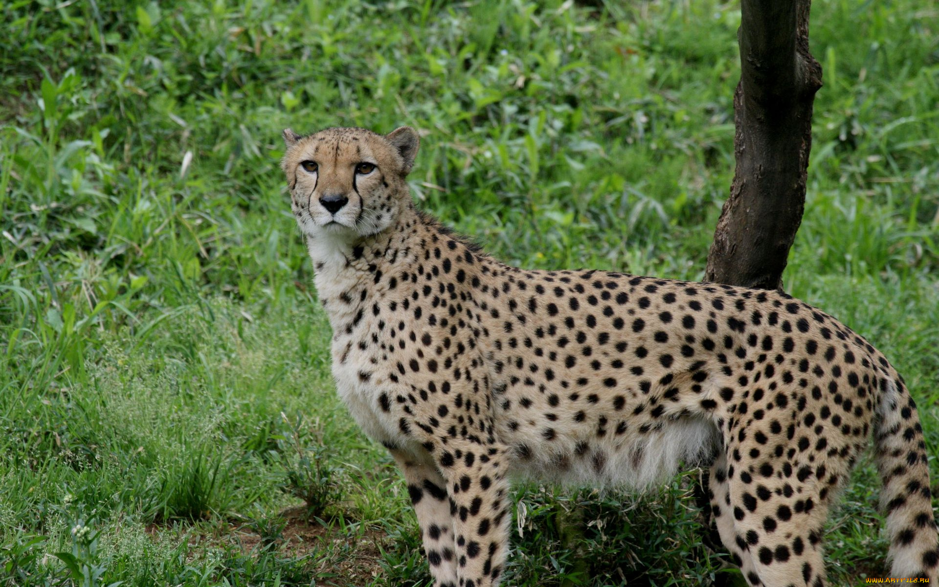 животные, гепарды