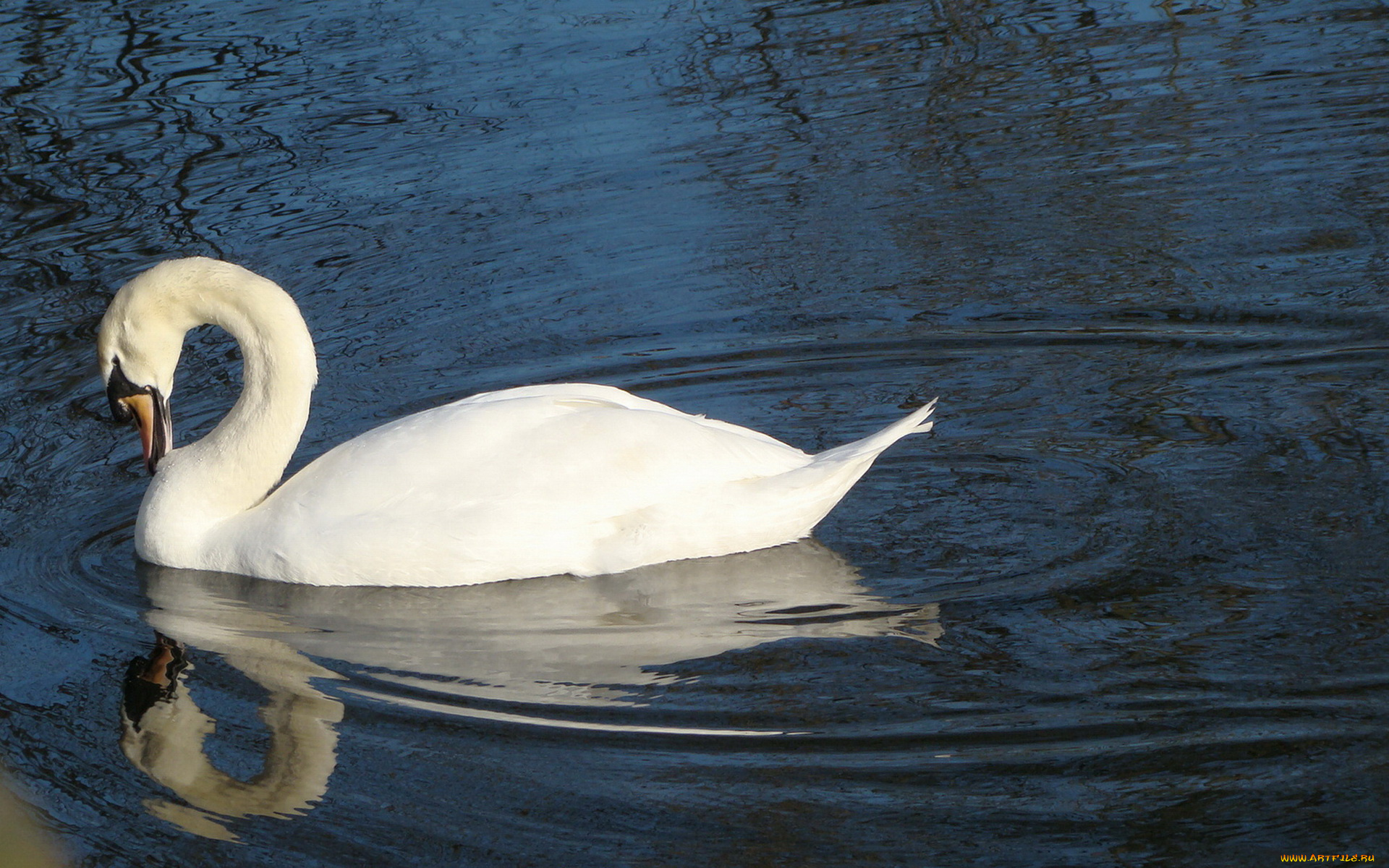 животные, лебеди