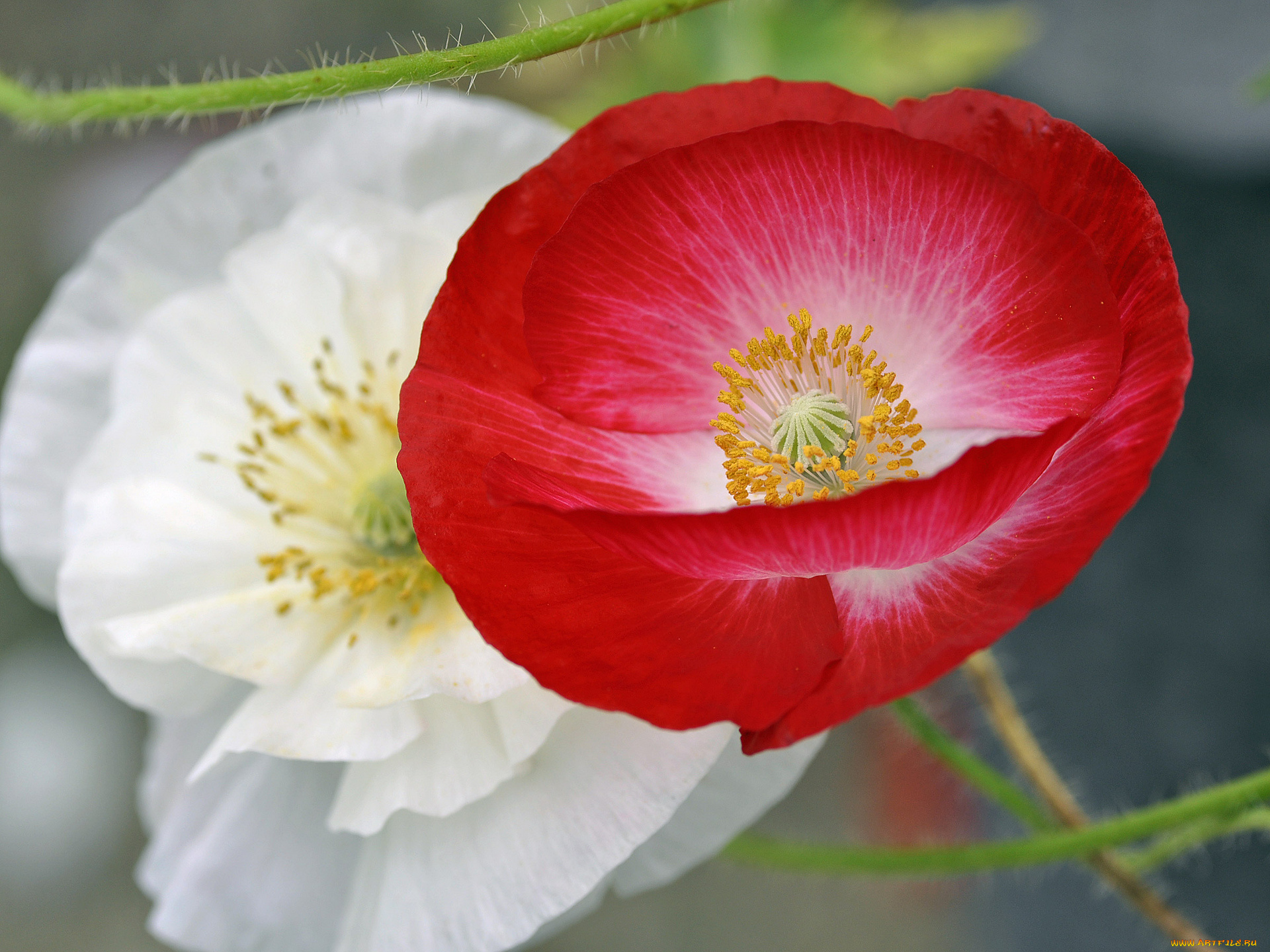 цветы, маки