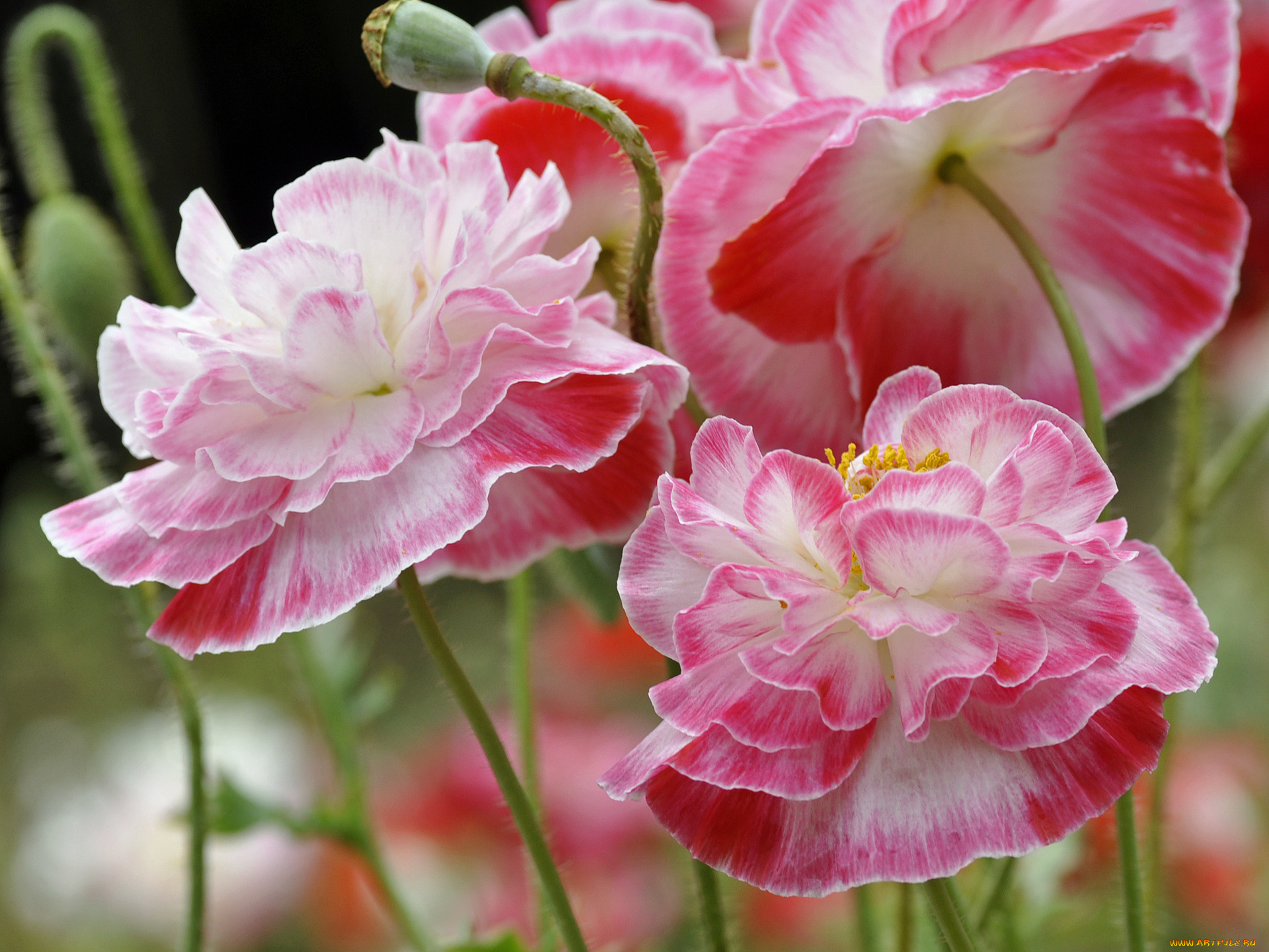 цветы, маки