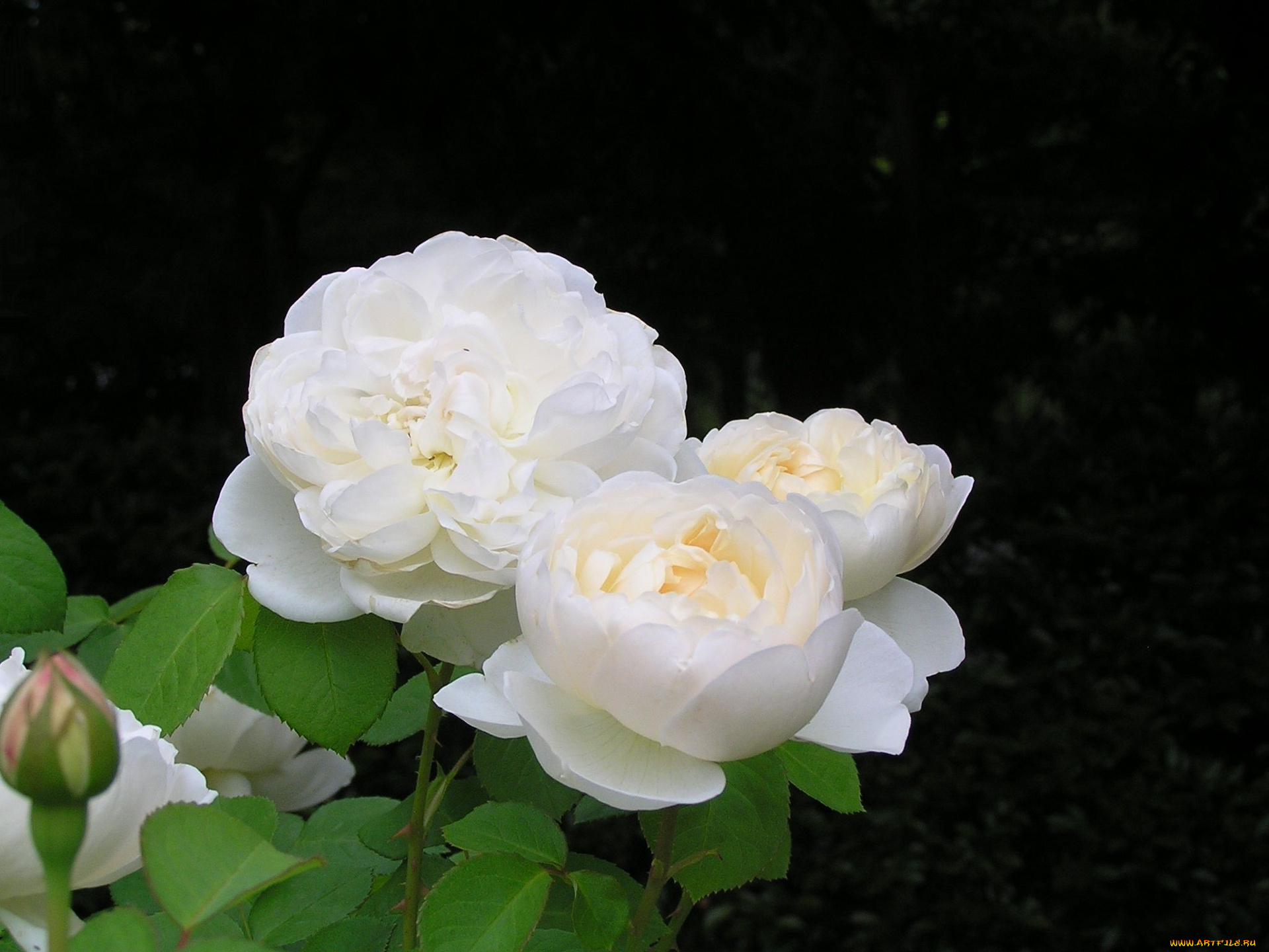 цветы, розы