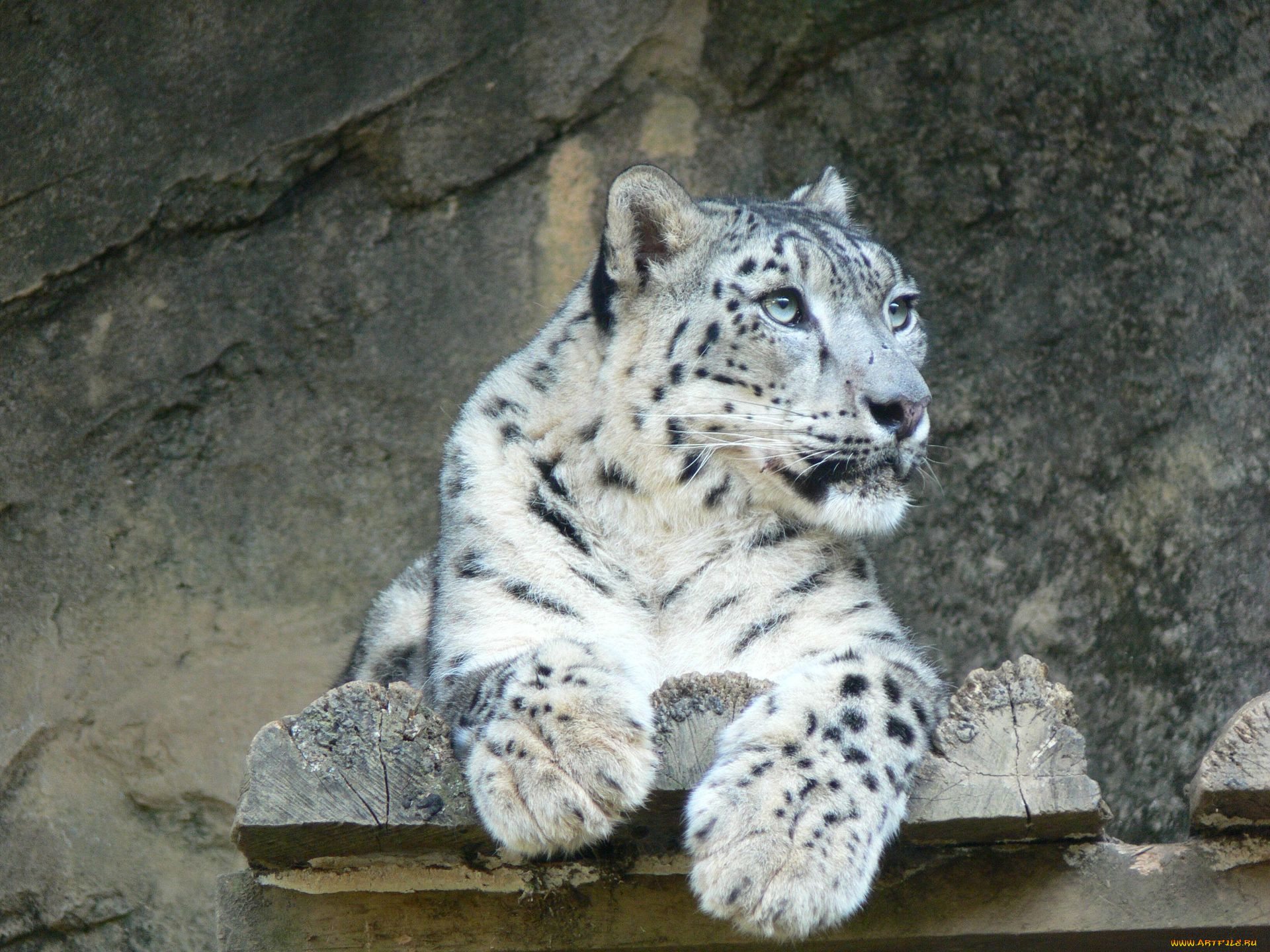 животные, снежный, барс, ирбис