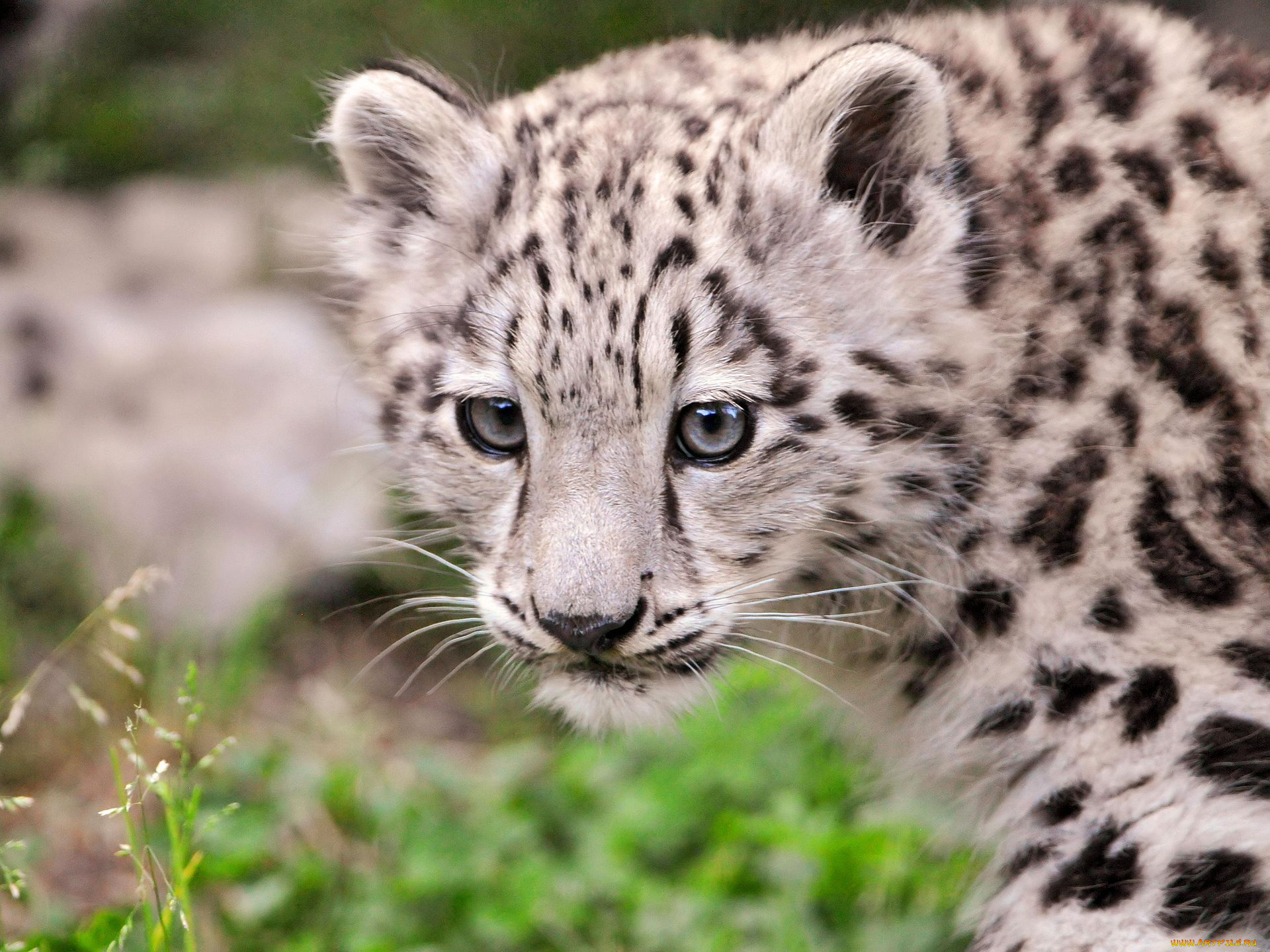 животные, снежный, барс, ирбис